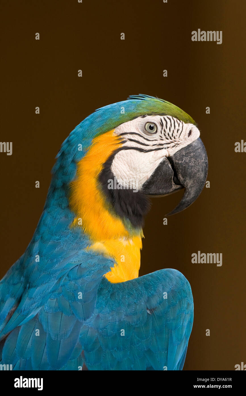 Ara ararauna Aras aves fauna blu e oro macaw pappagallo ritratto animale animali ritratto animale animali ritratti portra Foto Stock