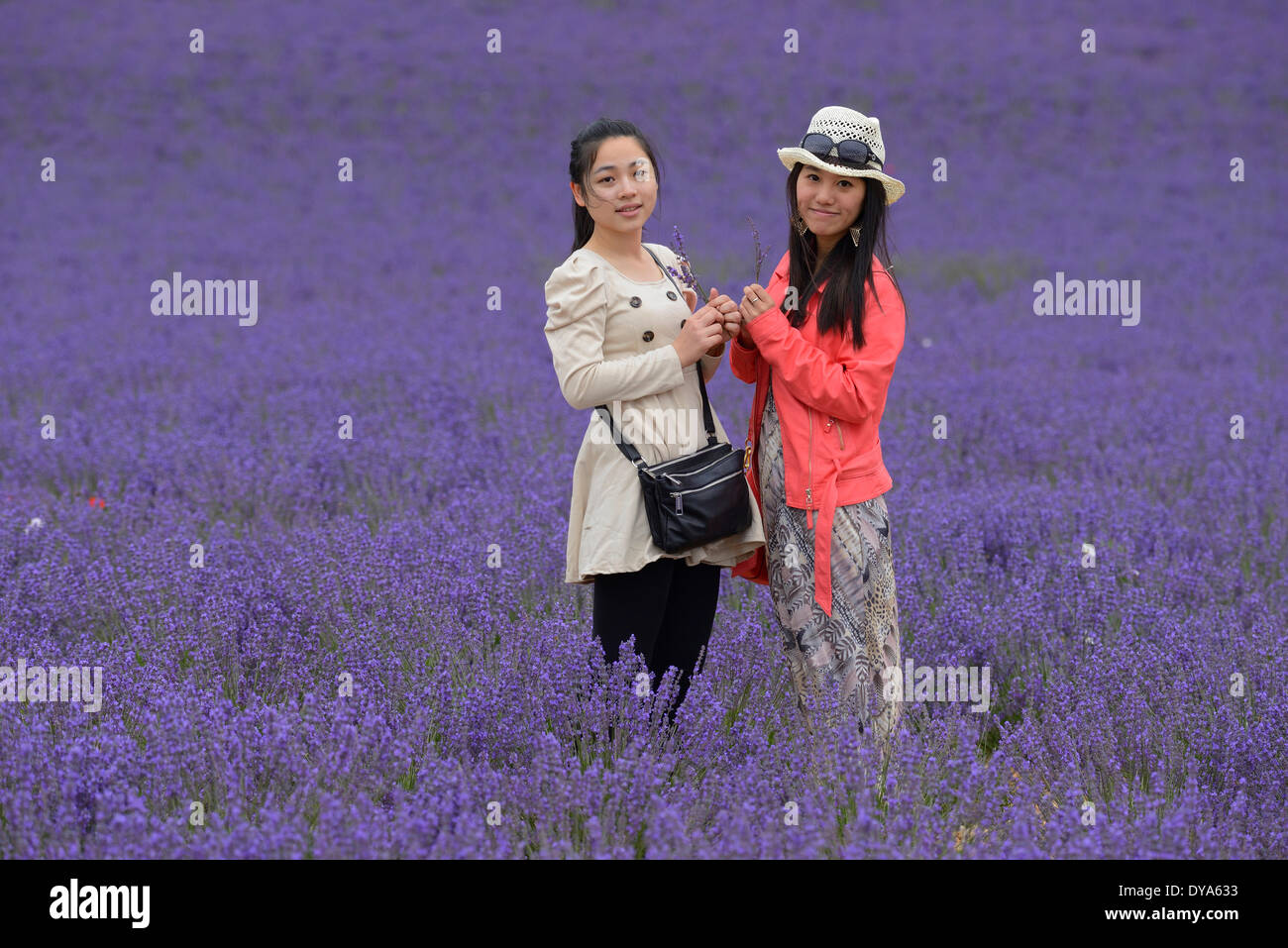 Europa, Francia, Provenza, Vaucluse, asiatici, ragazze, hat, donna donne, lavanda, bloom, campo, due giovani Foto Stock