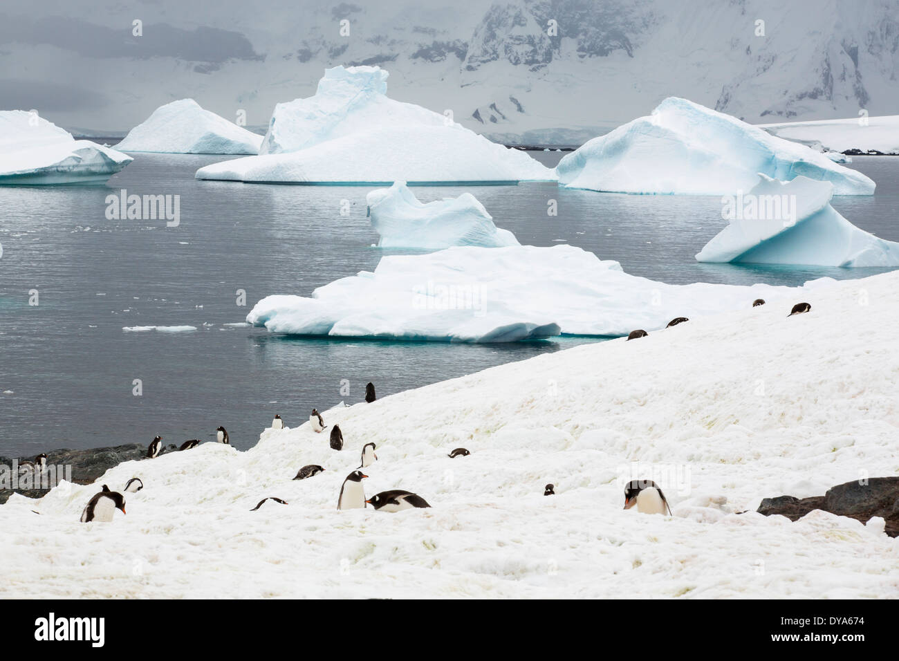 Iceberg in prossimita' Curverville isola sulla penisola Antartica, che è uno dei più veloci tra luoghi di riscaldamento del pianeta Foto Stock