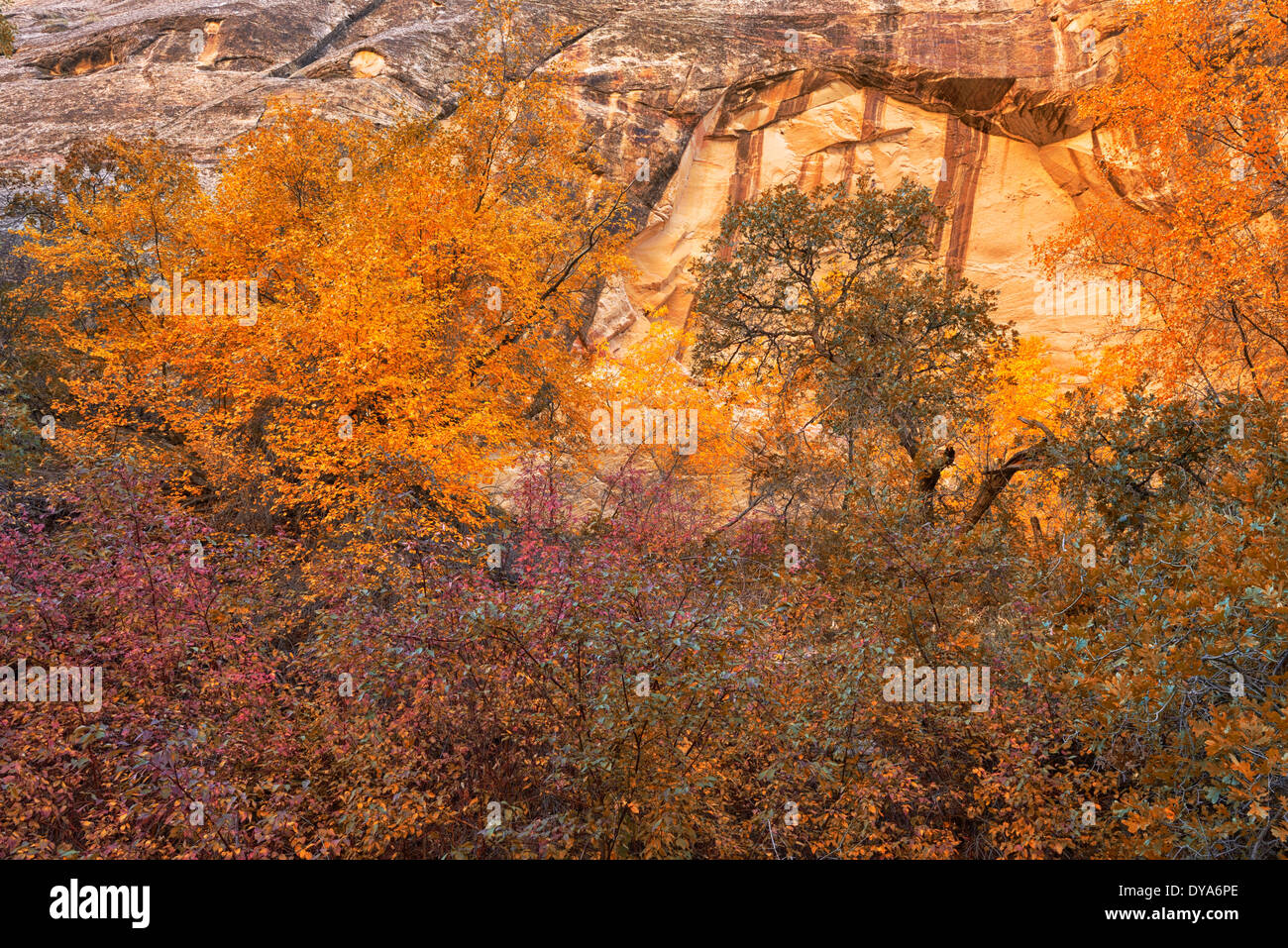 Nord America Utah Colorado Plateau Scalone Escalante National Monument fogliame natura tree canyon di arenaria del paesaggio, Foto Stock