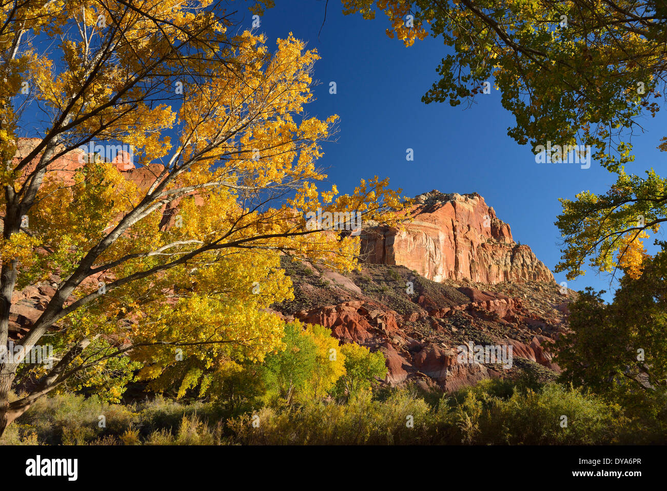 USA America Stati Uniti Utah Colorado altopiano sud del Parco nazionale di Capitol Reef fogliame Fruita tree giallo strapiombo natura Foto Stock