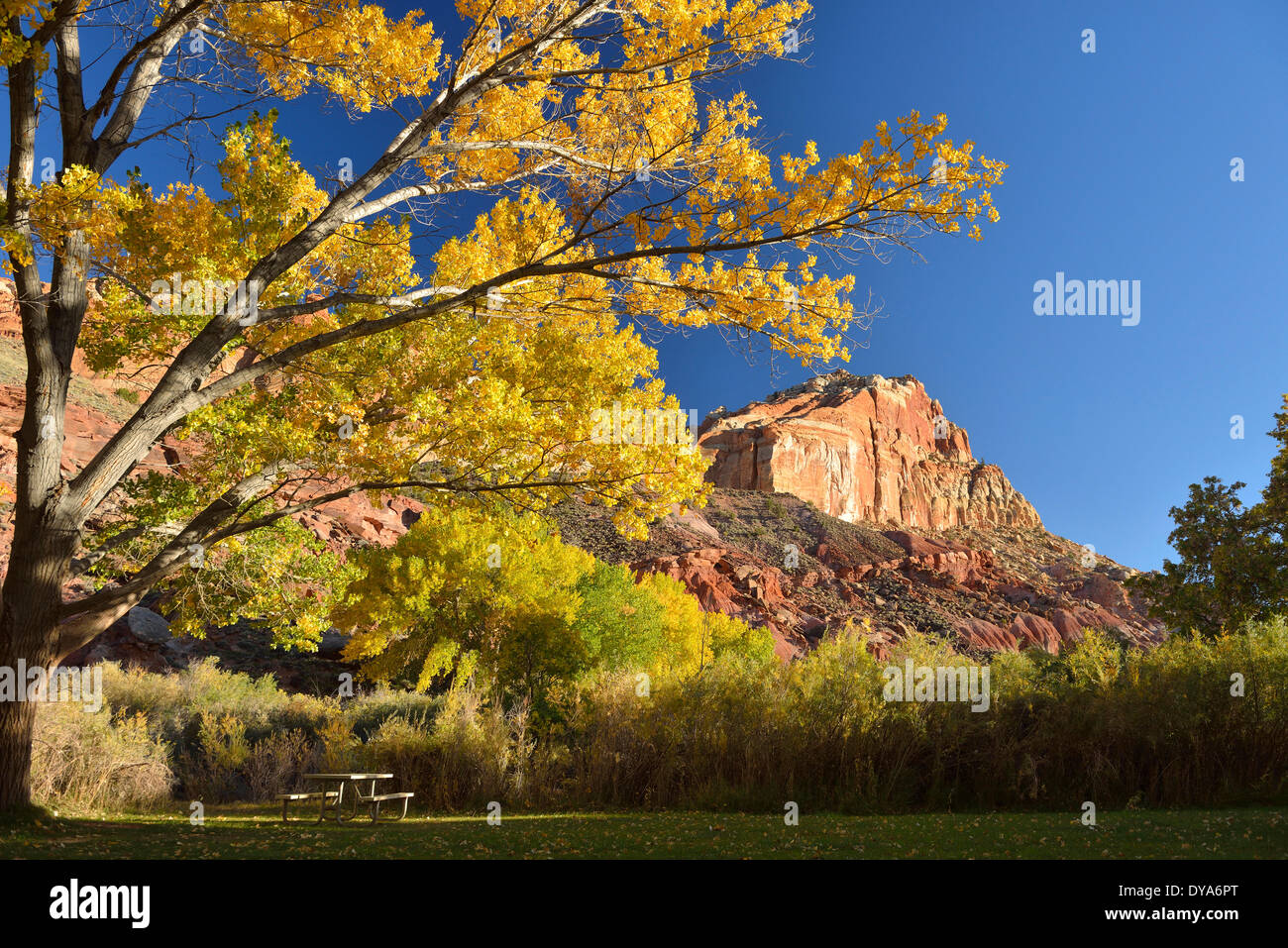 USA America Stati Uniti Utah Colorado altopiano sud del Parco nazionale di Capitol Reef fogliame Fruita tree giallo strapiombo natura Foto Stock