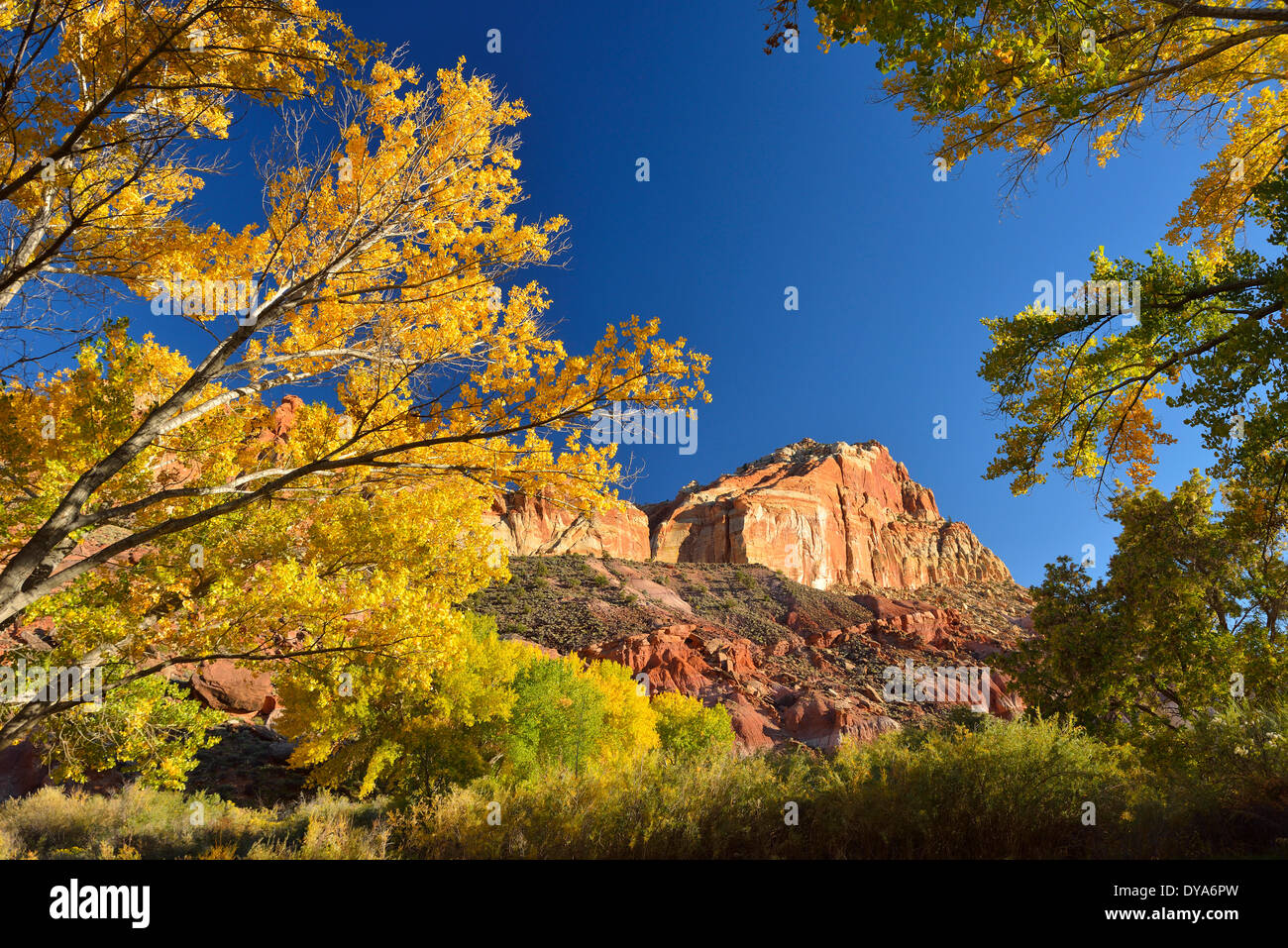 USA America Stati Uniti Utah Colorado altopiano sud del Parco nazionale di Capitol Reef fogliame Fruita tree giallo strapiombo natura Foto Stock