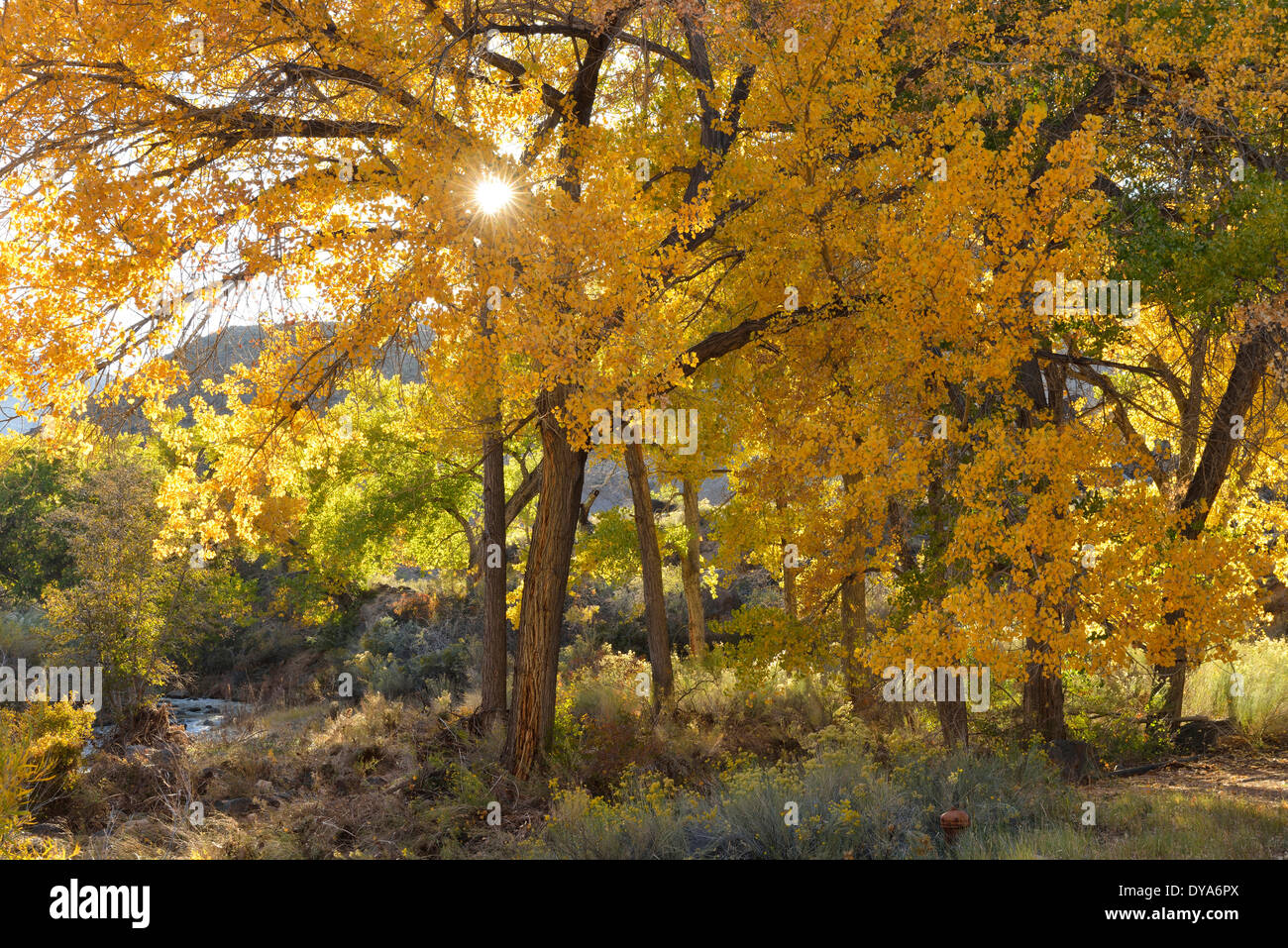 USA America Stati Uniti Utah Colorado altopiano sud del Parco nazionale di Capitol Reef fogliame Fruita albero sole giallo cre flare Foto Stock