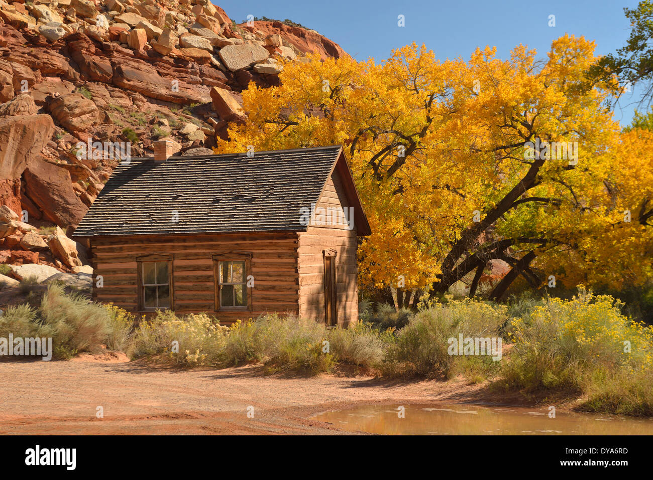 USA America Stati Uniti Utah Colorado altopiano sud del Capitol Reef pioppi neri americani chioma cliff parete di arenaria natura la Foto Stock