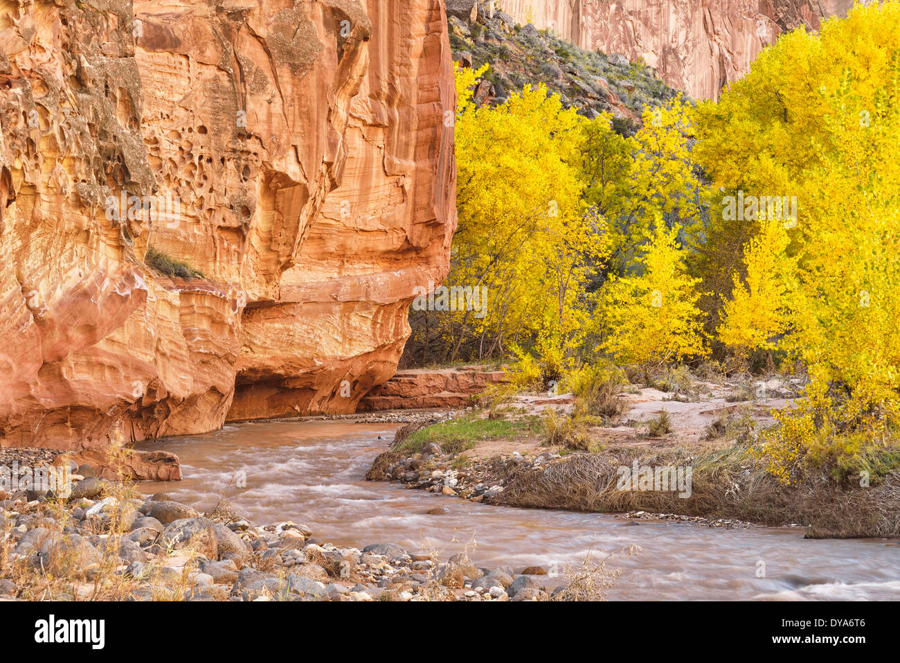 Nord America Utah Colorado Plateau Parco nazionale di Capitol Reef Fremont river cliff fogliame di autunno albero pioppi neri americani caduta acqua, Foto Stock