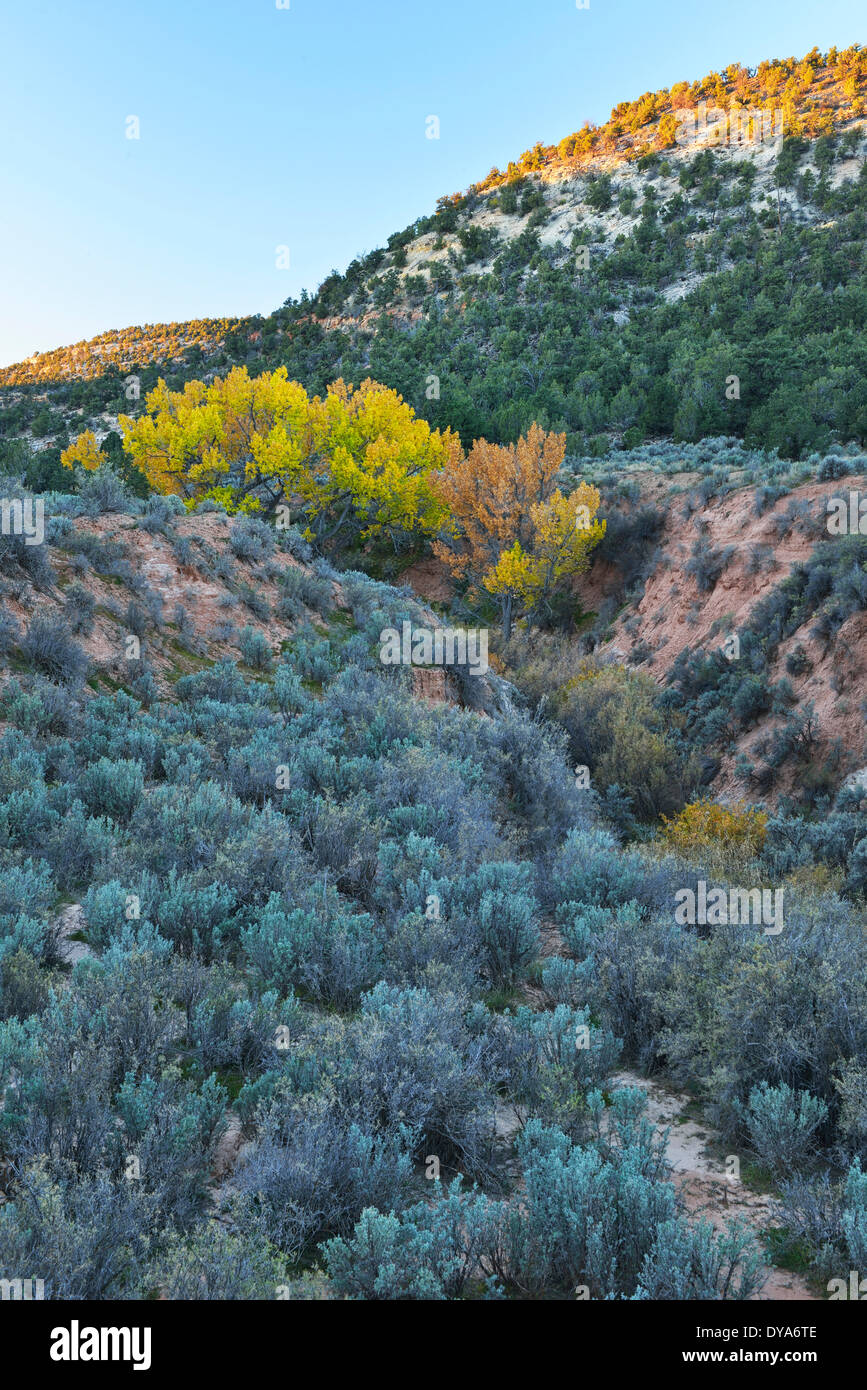 Nord America Utah Colorado Plateau creek salvia paesaggio fogliame di autunno nessun popolo verticale fourmile creek pioppi neri americani alberi Foto Stock