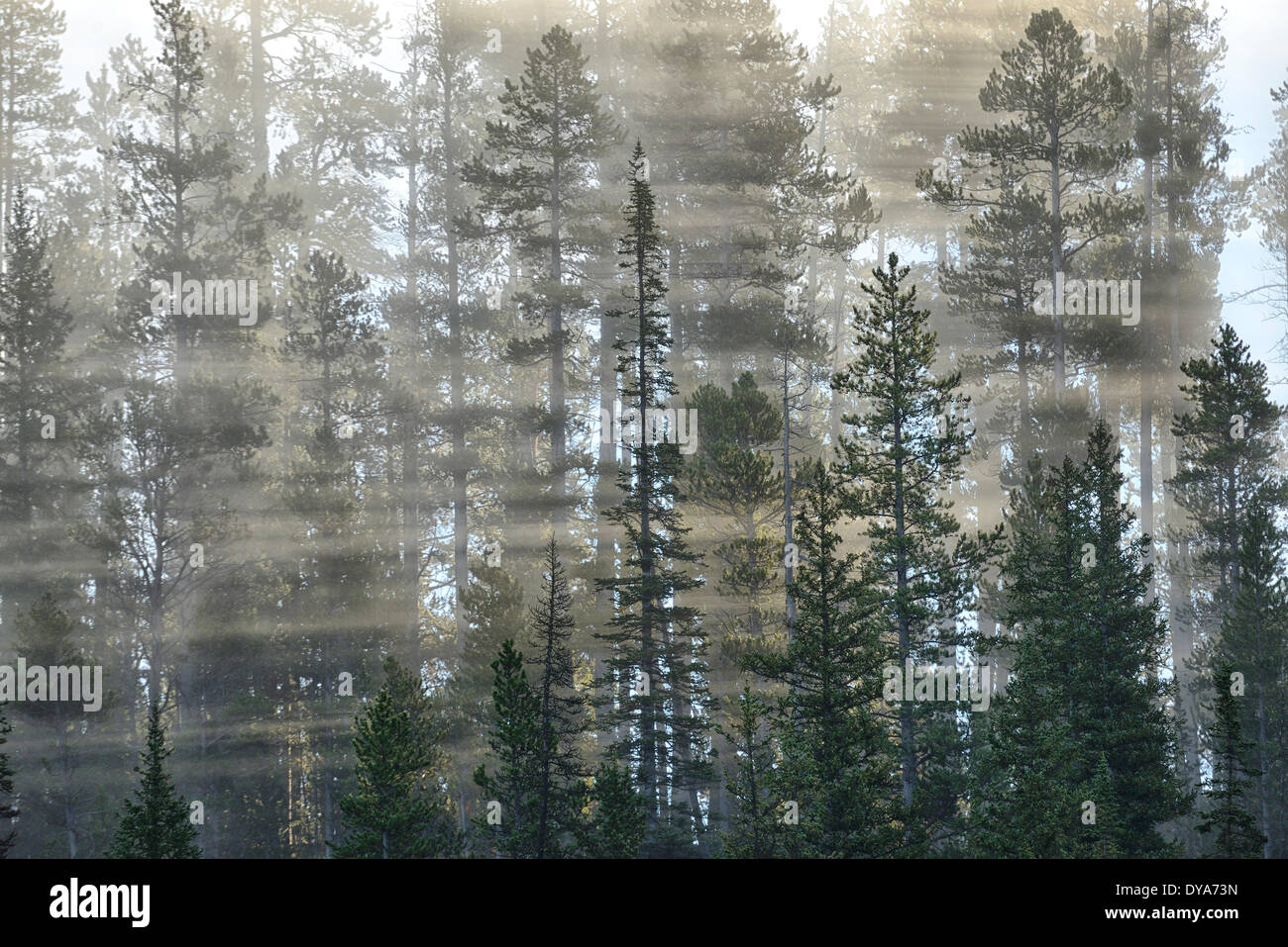 USA America Stati Uniti Wyoming Rockys Montagne Rocciose Yellowstone National Park patrimonio mondiale UNESCO luce foresta inspirat Foto Stock