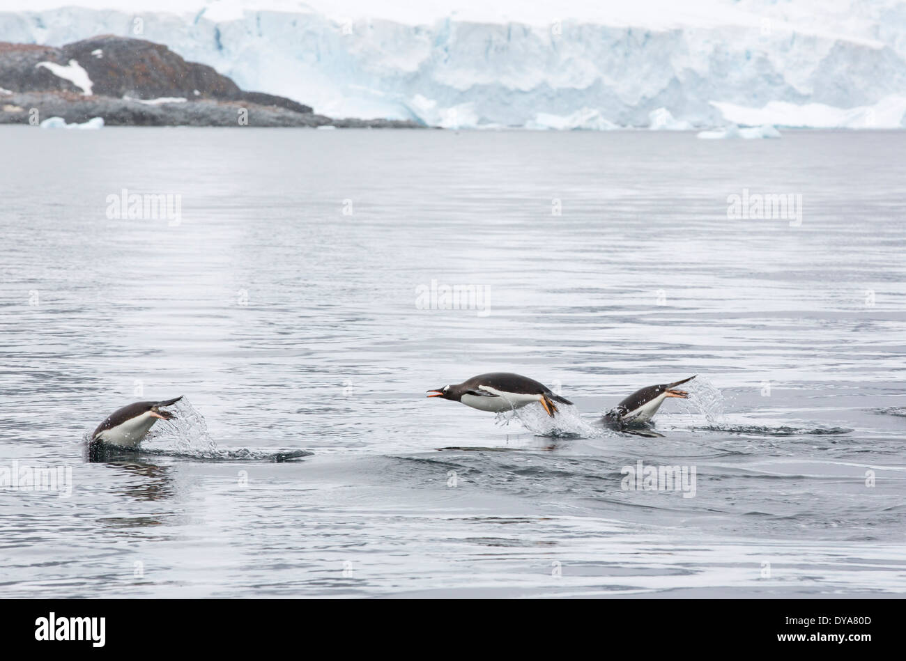 I pinguini di Gentoo, Pygoscelis papua, porpoising di Curverville Isola, Antartico peninsulare. Foto Stock