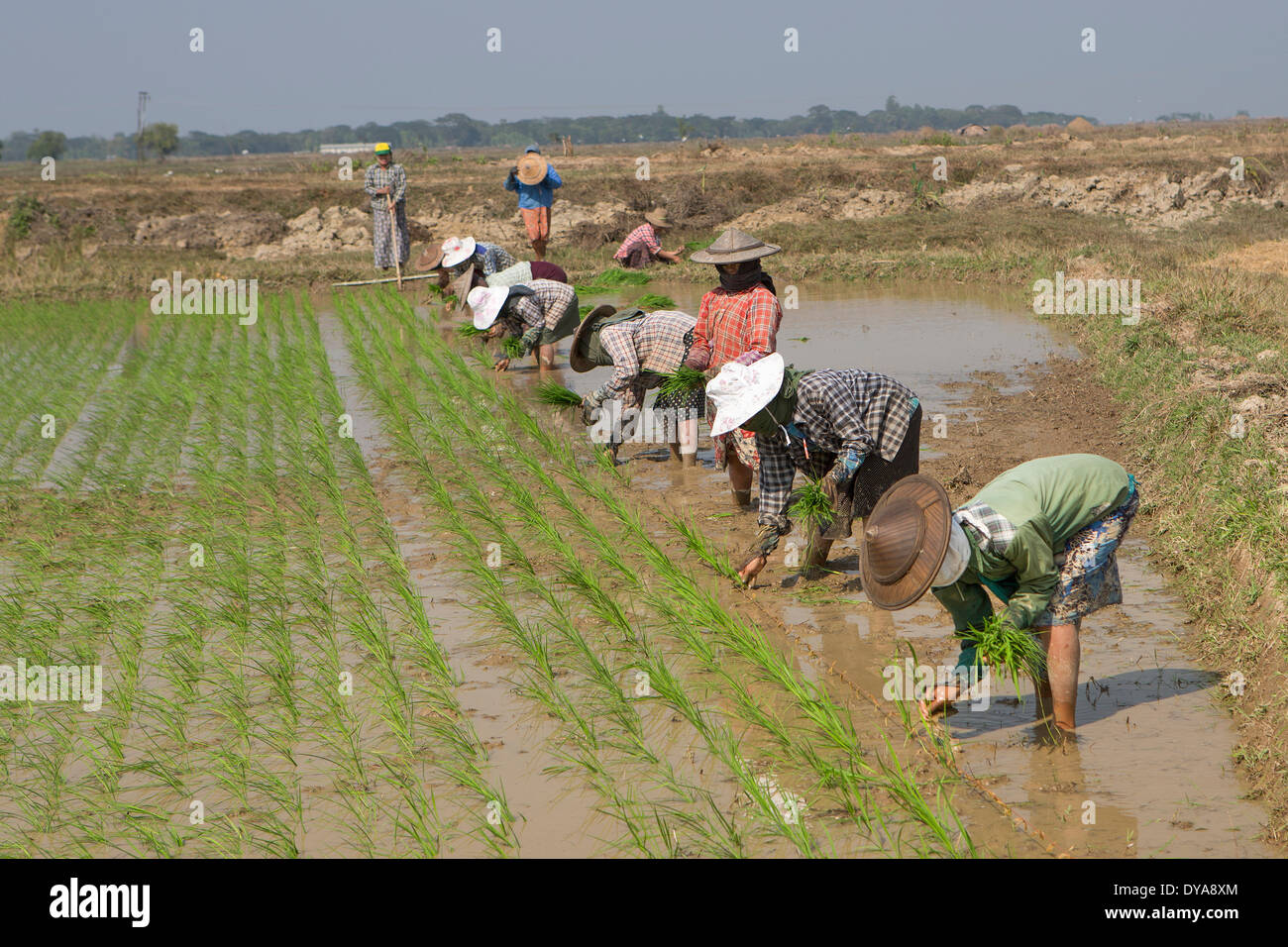 Mon, MYANMAR Birmania, Asia, agricoltura, agricoltori, hard, riso, tradizionale, di lavoro, lavoro Foto Stock