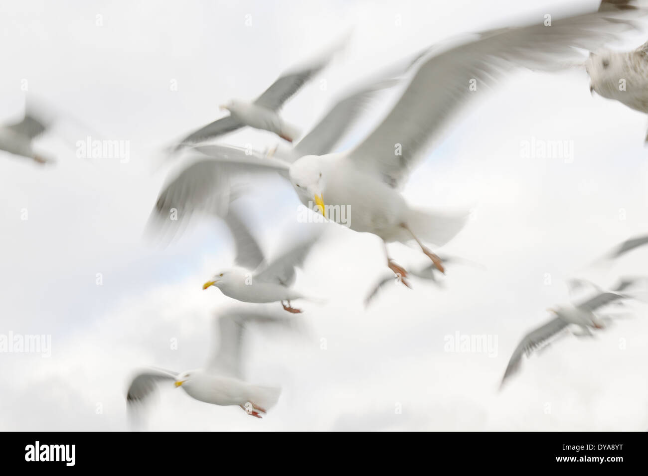 Gruppo di gabbiani reali battenti contro il cielo bianco, offuscata dal movimento. Foto Stock