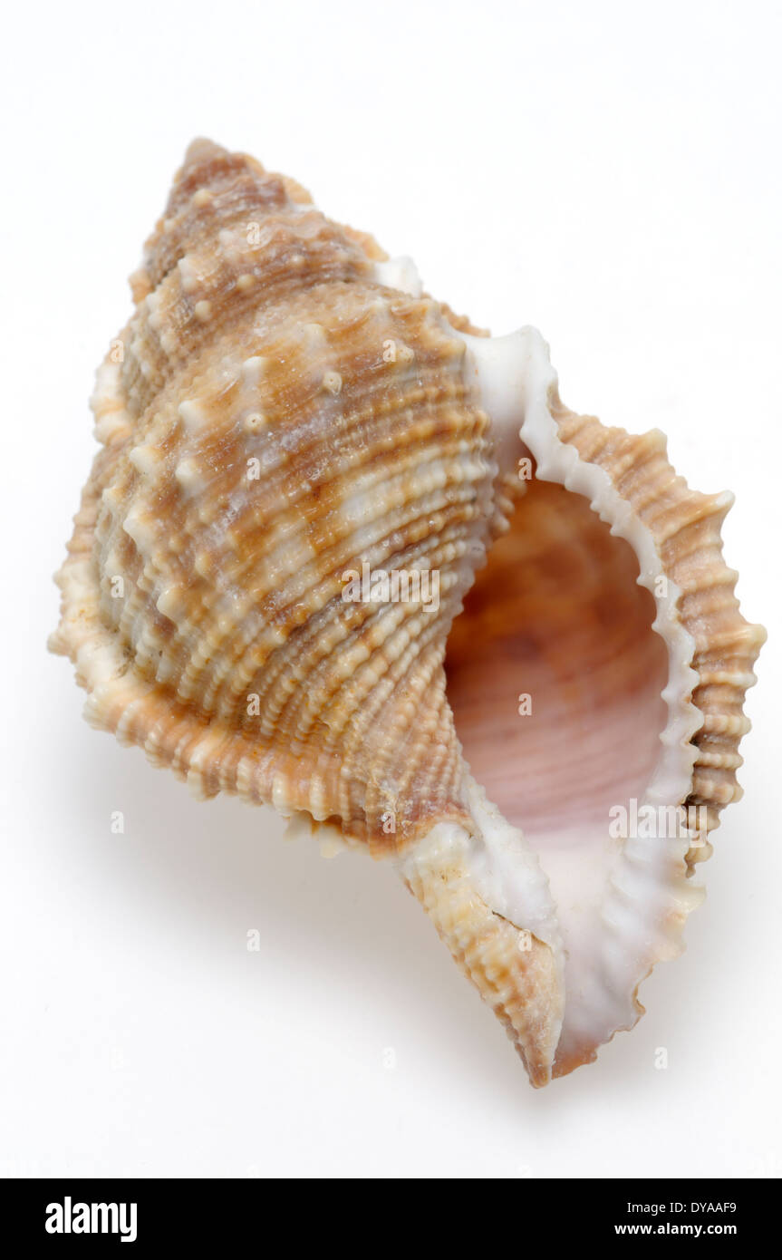 Rana comune shell (Bufonaria rana) c5.5cm. Regione: Indo-pacifico / Giappone Foto Stock