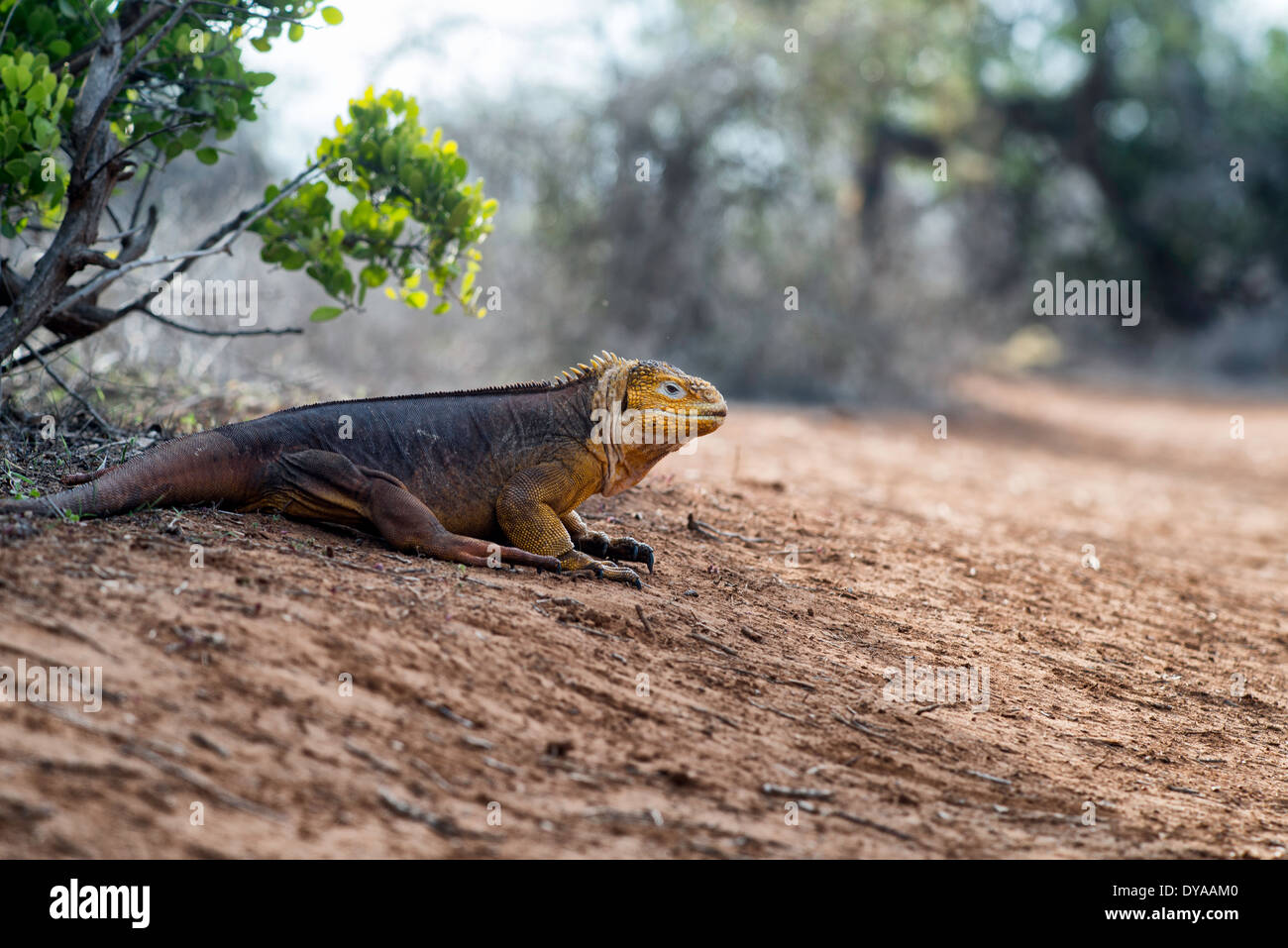 Land Iguana, Isola di Santa Cruz, Galapagos Foto Stock