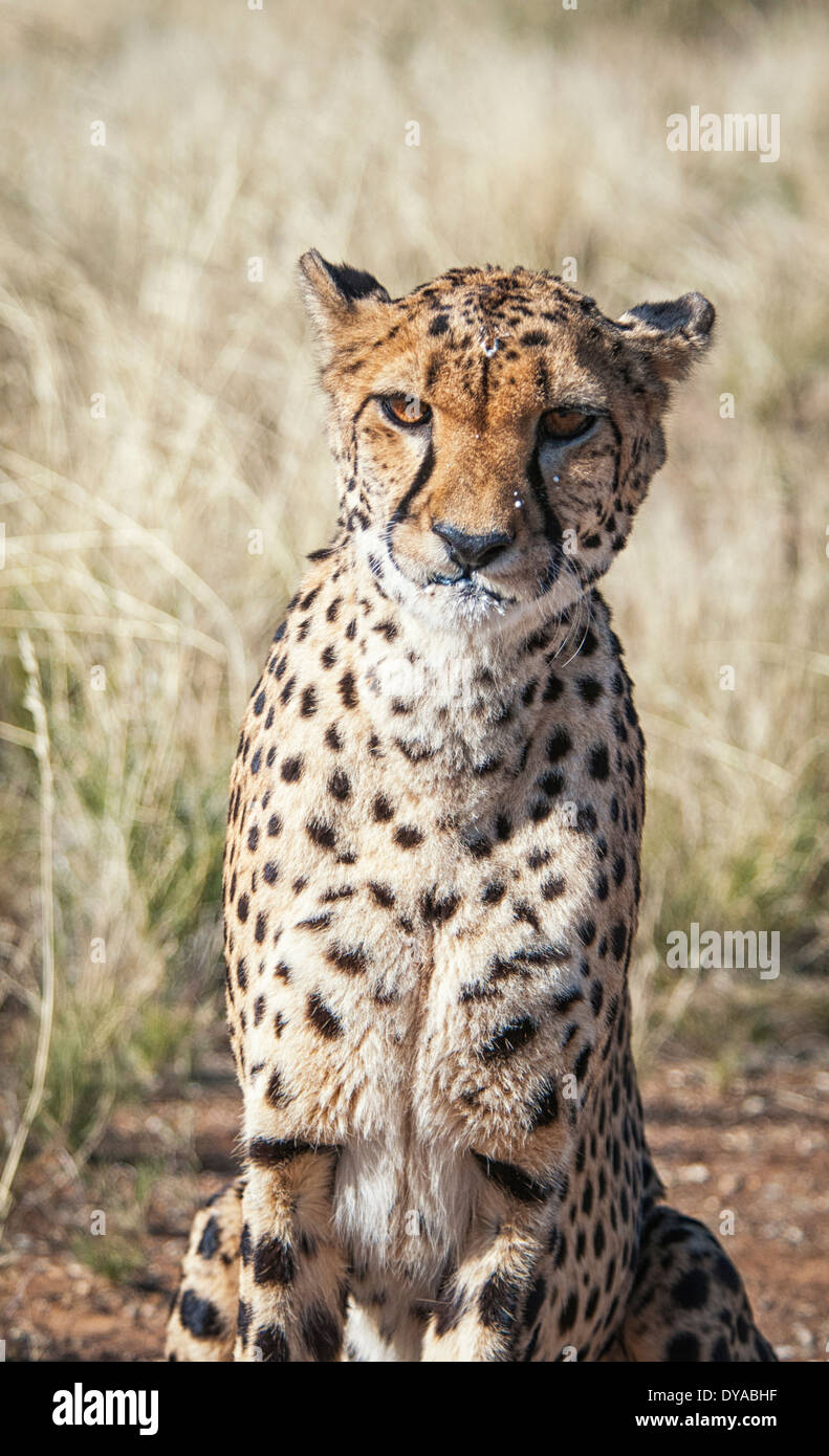 Captive, ghepardo Acinonyx jubatus, con latte sul suo viso dopo bere da una ciotola, Namibia, Africa Foto Stock