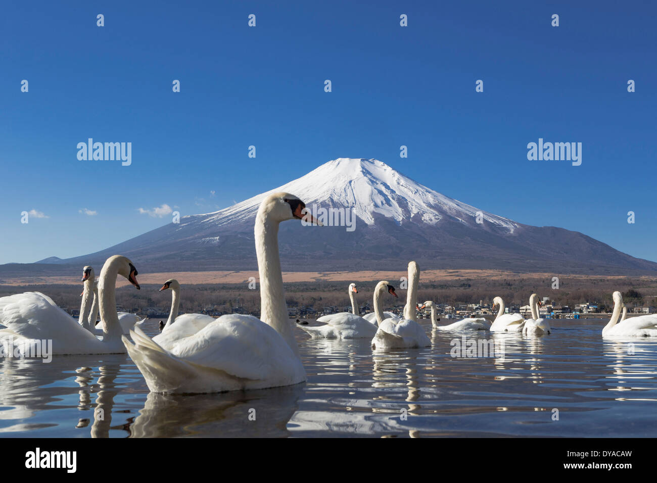 Giappone, Asia, il lago Yamanaka, cigni, uccelli, Yamanaka, chiaro, Fuji, lago, mount, riflessione, neve, turistica, viaggi Foto Stock