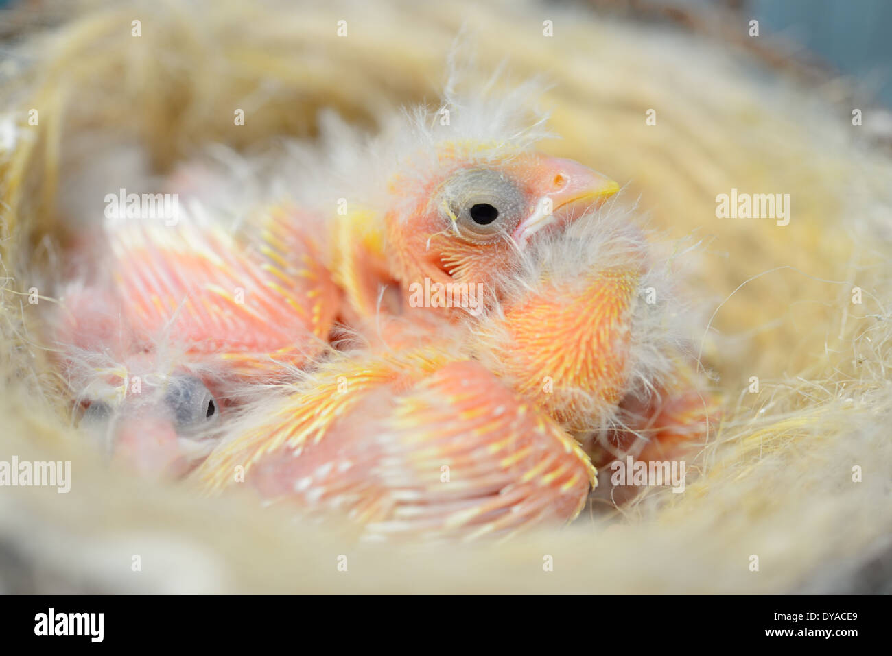 Gli uccelli di allevamento nel nido canarini appena nati Foto Stock