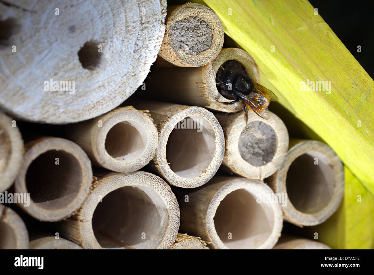 Un wild bee ad un insetti scatola di nidificazione, 09.04.2014 Foto Stock