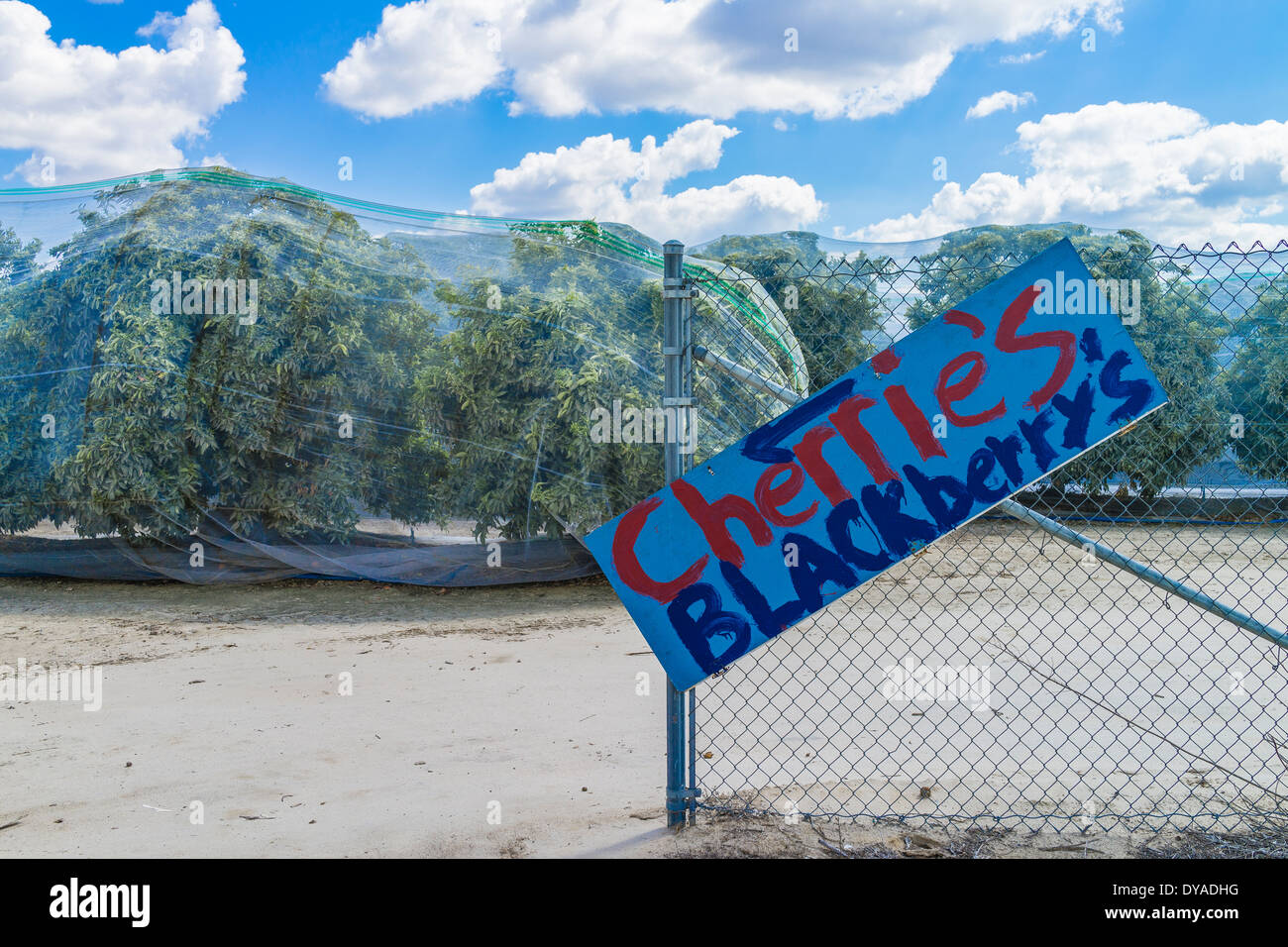 Rete di nylon che ricopre e protegge gli alberi di ciliegio pronto per il raccolto in un frutteto con dipinte a mano e firmare in primo piano. Foto Stock