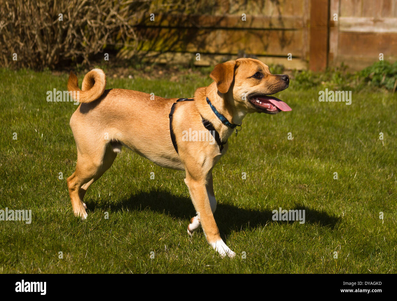 Puggle cane in giardino suburbano Foto Stock