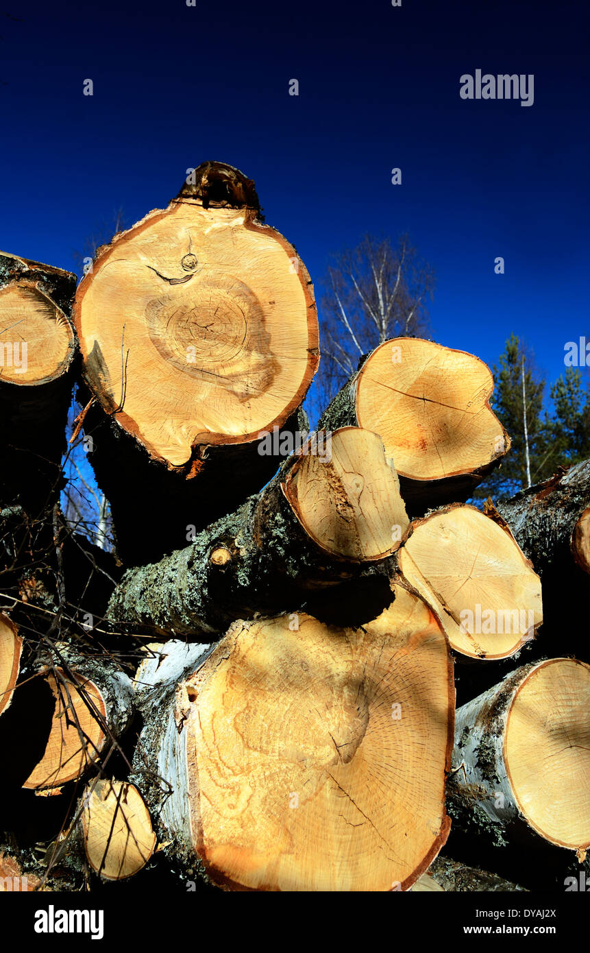 Abbattuti in alberi forestali su uno sfondo di cielo blu Foto Stock