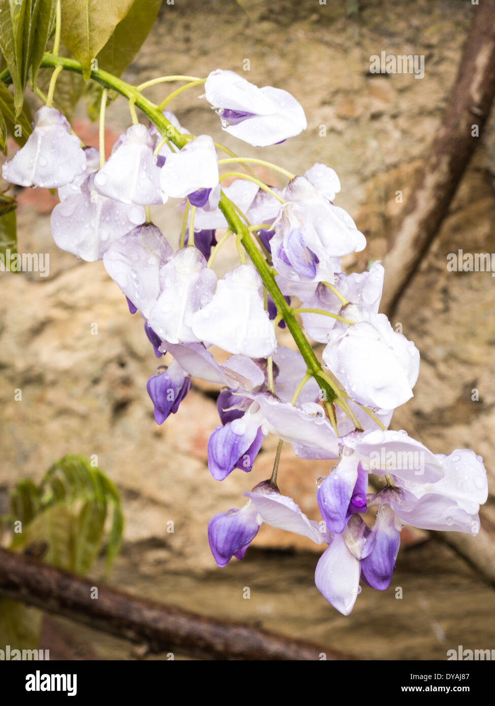 Solo appendere il glicine bloom con gocce di pioggia sulla petali Foto Stock