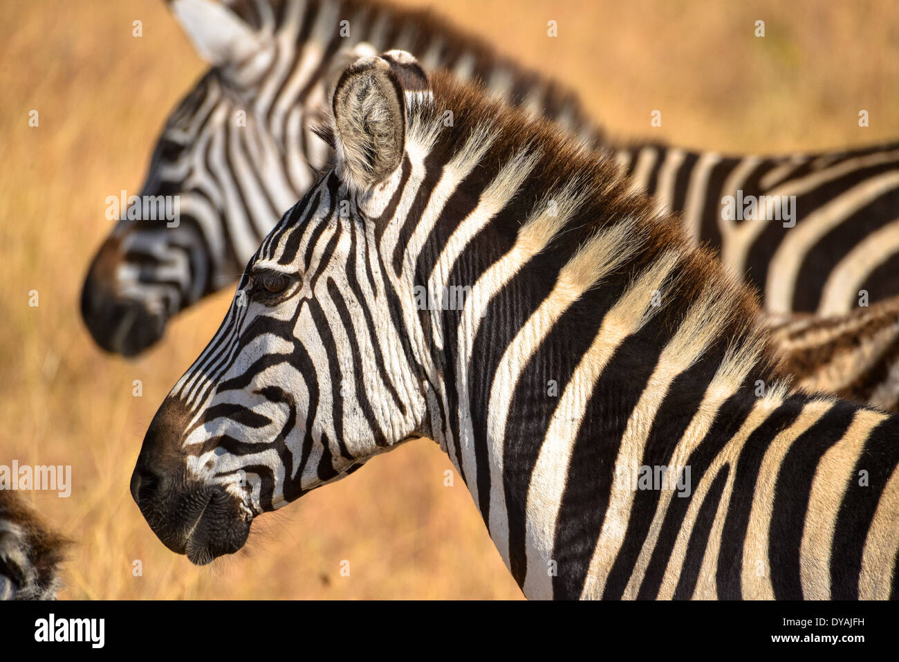 Zebre nel masai Mara, Kenya, Africa Foto Stock