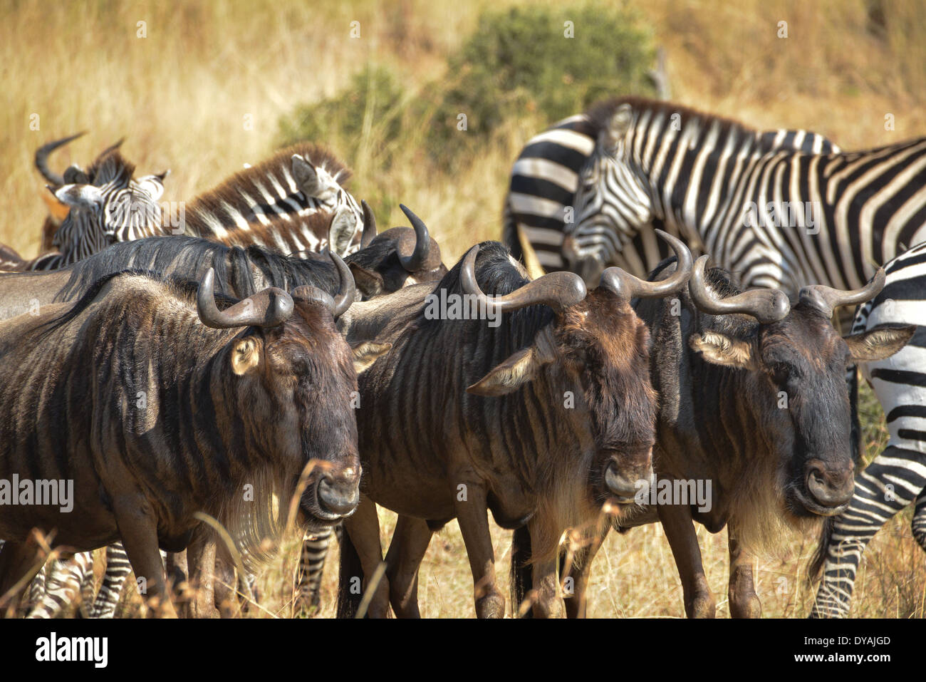 Zebre e gnoes nel masai Mara, Kenya, Africa Foto Stock