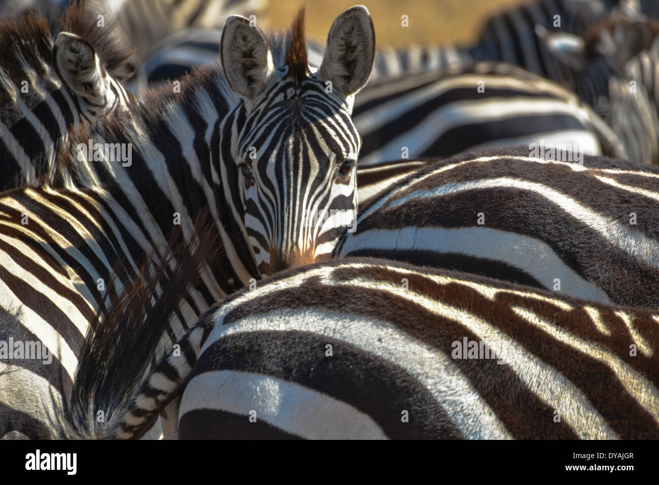 Zebre nel masai Mara, Kenya, Africa Foto Stock