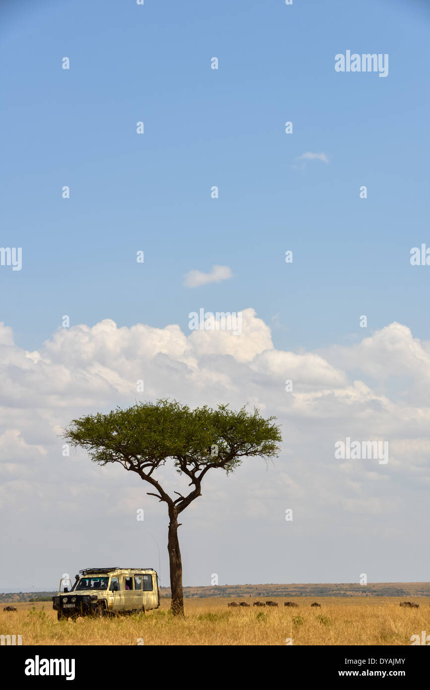 Un 4x4 auto sotto un albero di acacia nella savana del Masai Mara, Kenya, Africa Foto Stock