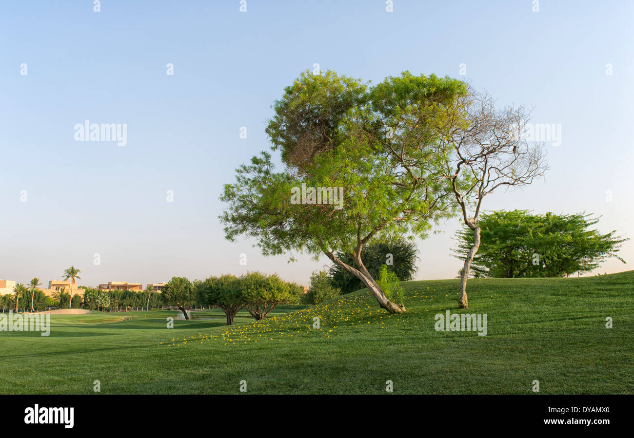 Immagine di Lone Tree all'Emirates Golf Club in Dubai EMIRATI ARABI UNITI Foto Stock