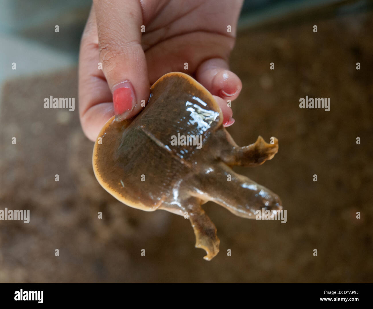 Hatchling di Cantor gigante Softshell Turtle al Mekong Turtle Conservation Centre a Sambor, Kratie, Cambogia Foto Stock