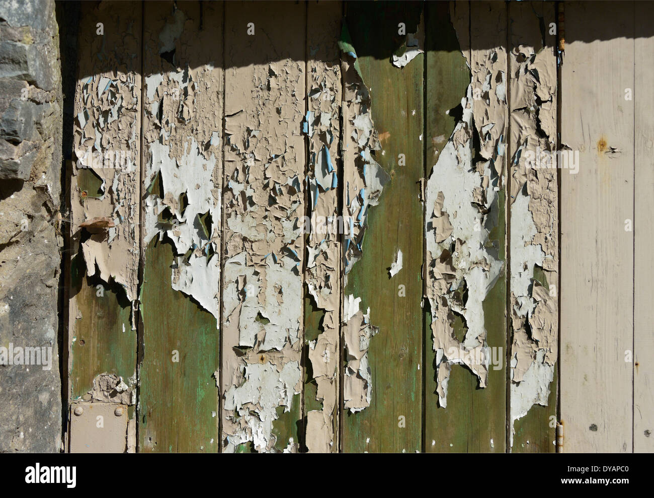 La pelatura di vernice sulla porta di legno. Brown, crema, blu, verde. Foto Stock