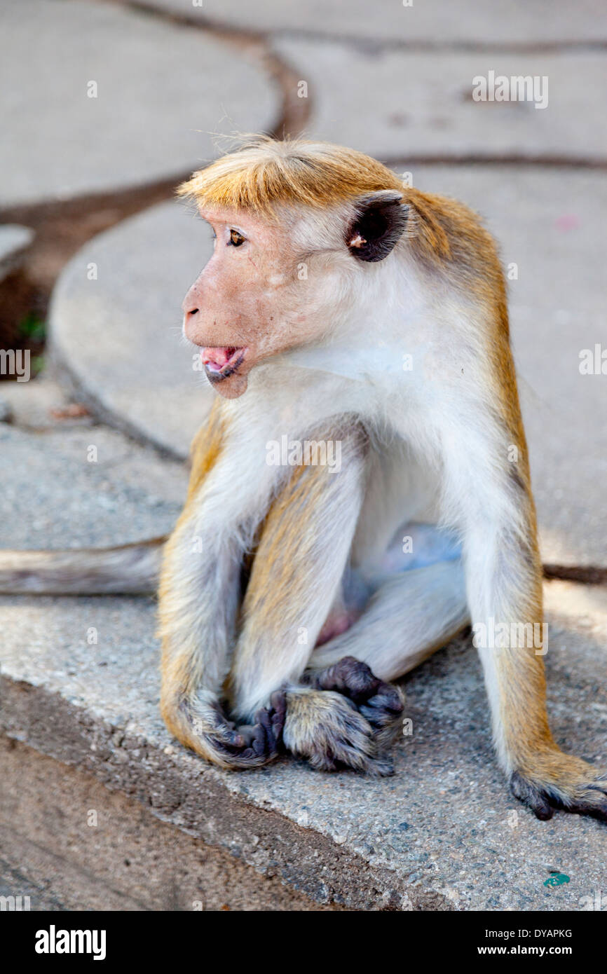Toque Macaque monkey in Dambulla, Sri Lanka 3 Foto Stock