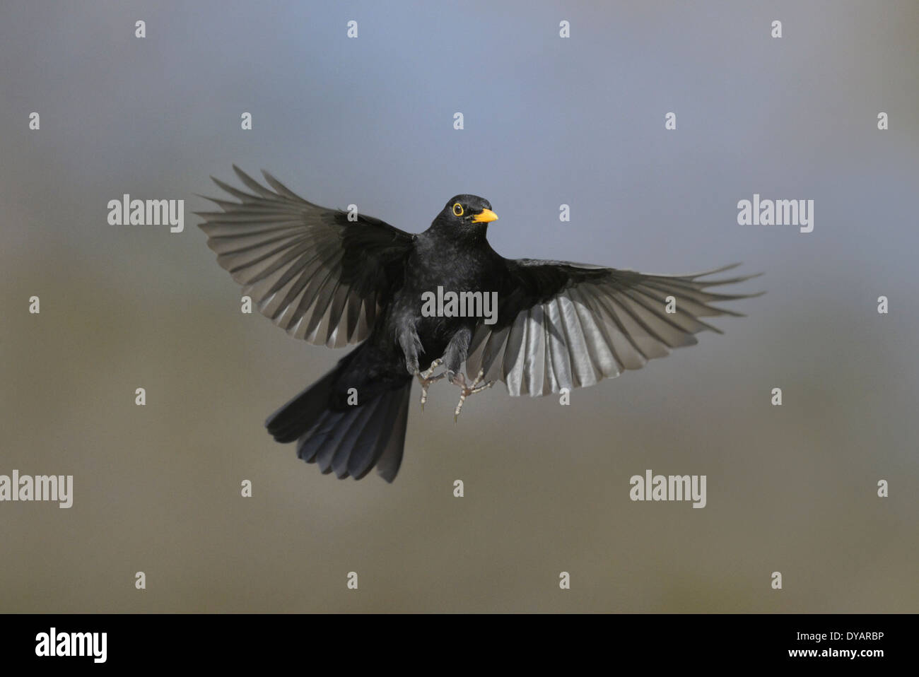 Merlo Turdus merula - maschio Foto Stock