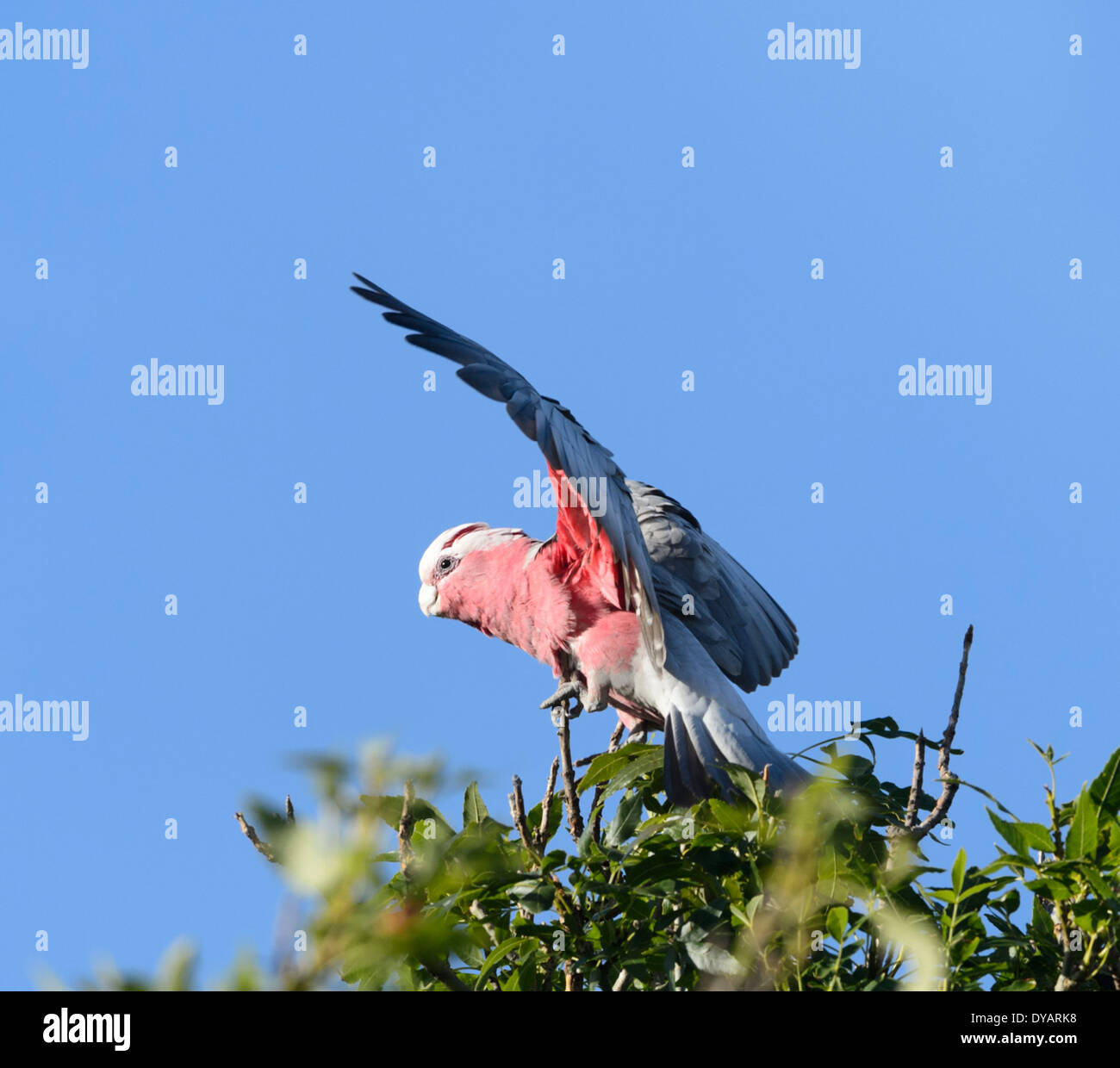 Galah - Cacatua roseicapilla - Australia del Sud Foto Stock