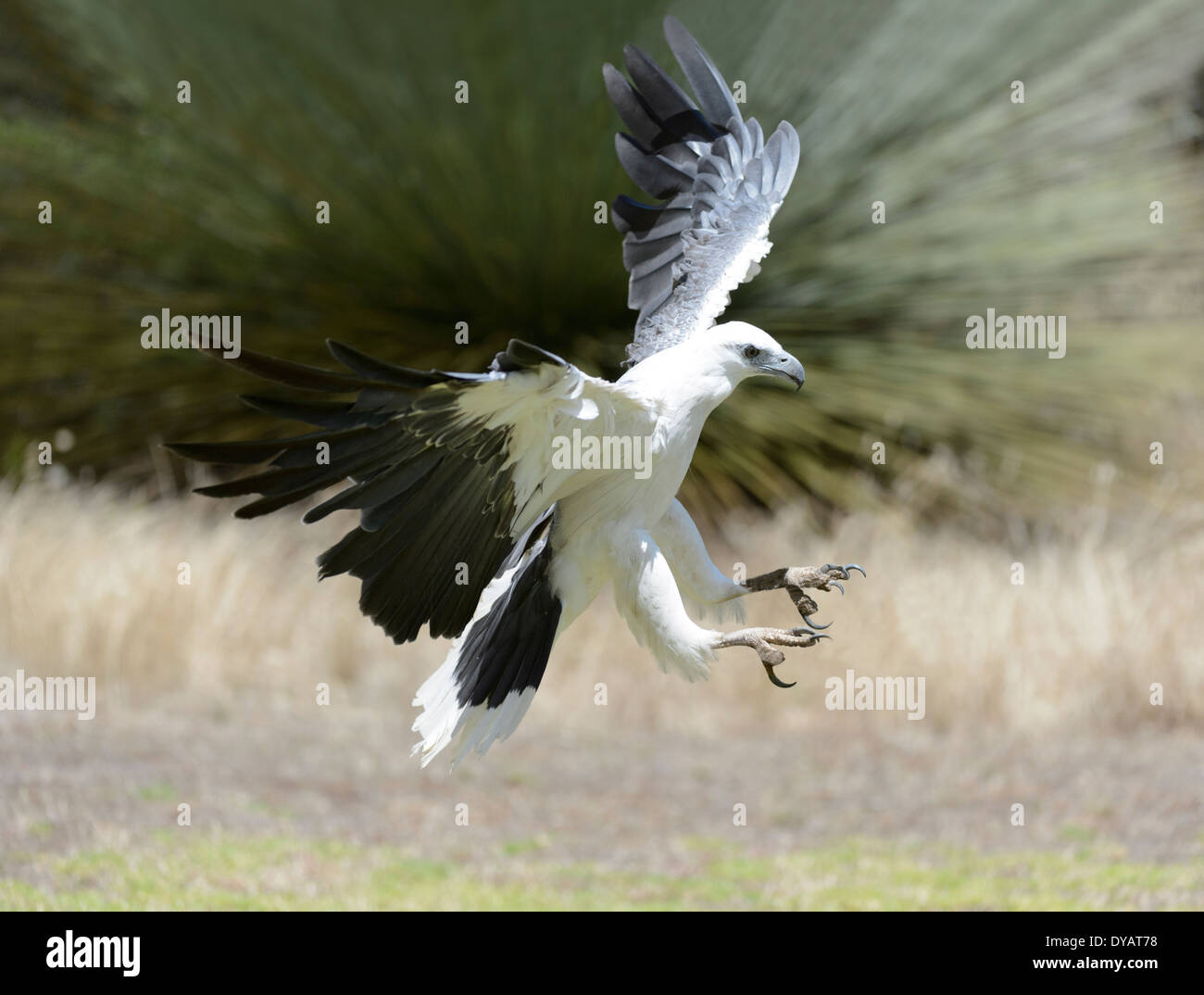 Bianco-mare panciuto-eagle (Haliaeetus leucogaster) Foto Stock