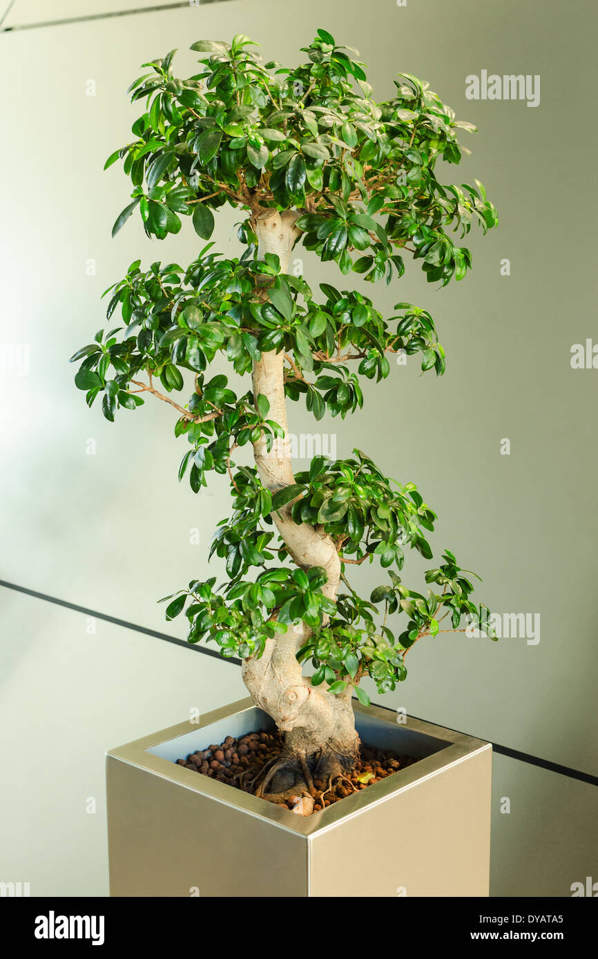 Miniatura ficus tree - bonsai arte tradizionale giapponese nella parte interna di un ufficio moderno Foto Stock