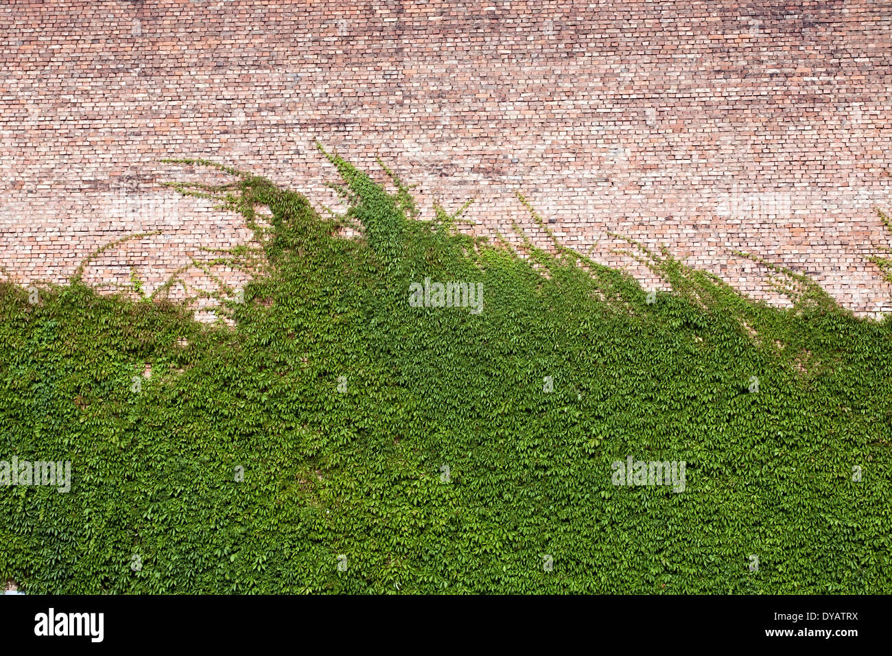 Modello di edera verde rosso sul muro di mattoni Foto Stock