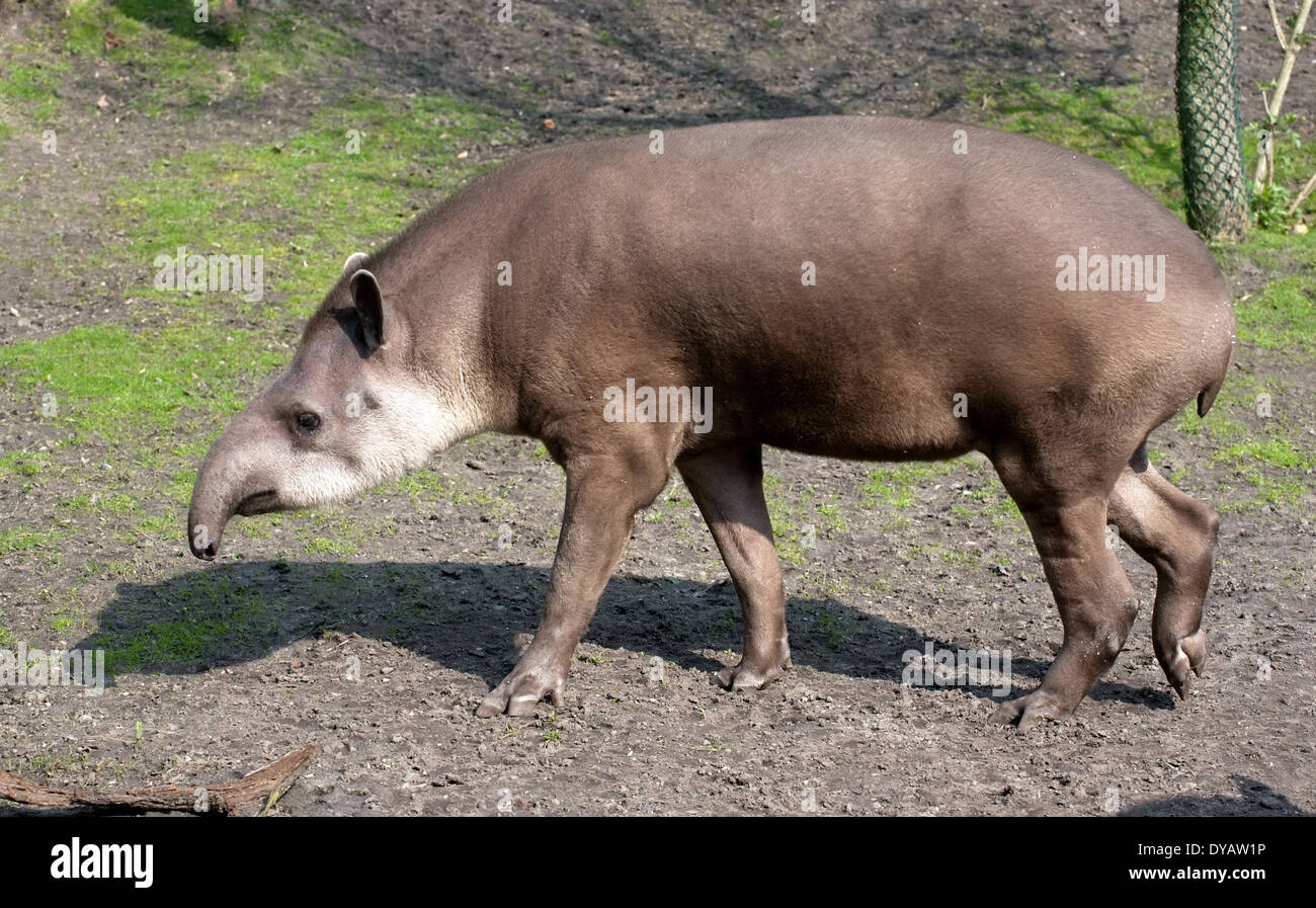 Il tapiro a tutta lunghezza closeup divertente con naso in profilo Foto Stock