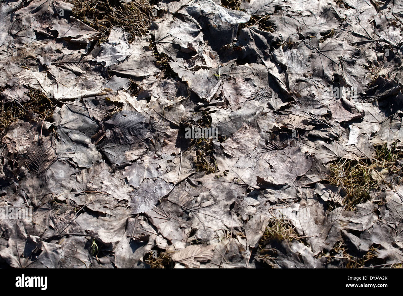 Modello di nero fango marcio Foglie di autunno Foto Stock