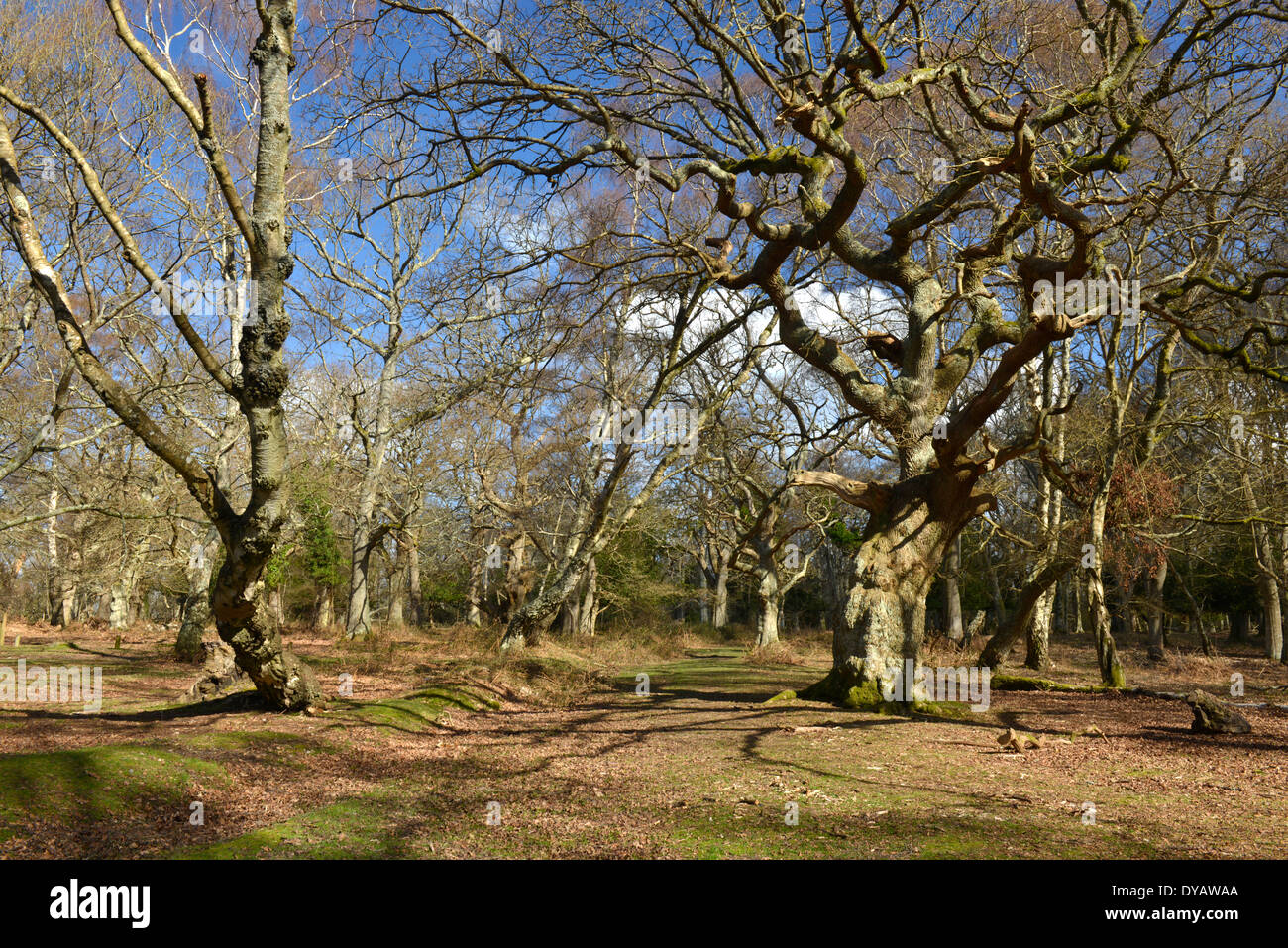 Rovere antico in legno Matley, New Forest National Park vicino a Lyndhurst, Hampshire Foto Stock