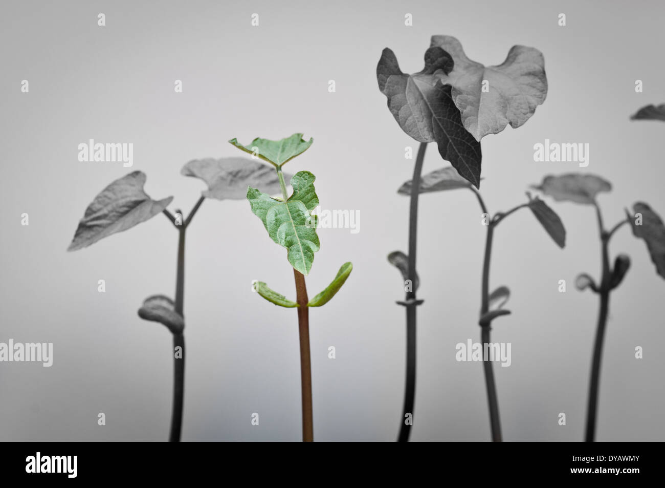 Fagiuoli nani le piantine con uno colorato palco centrale Foto Stock