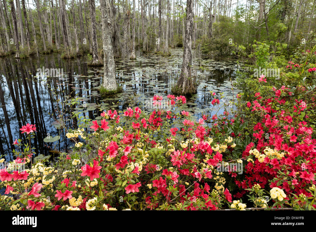 Azalee fiorire lungo il bordo di blackwater cipresso calvo e tupelo palude durante la primavera a Cypress Gardens Aprile 9, 2014 in Moncks Corner, Carolina del Sud. Foto Stock