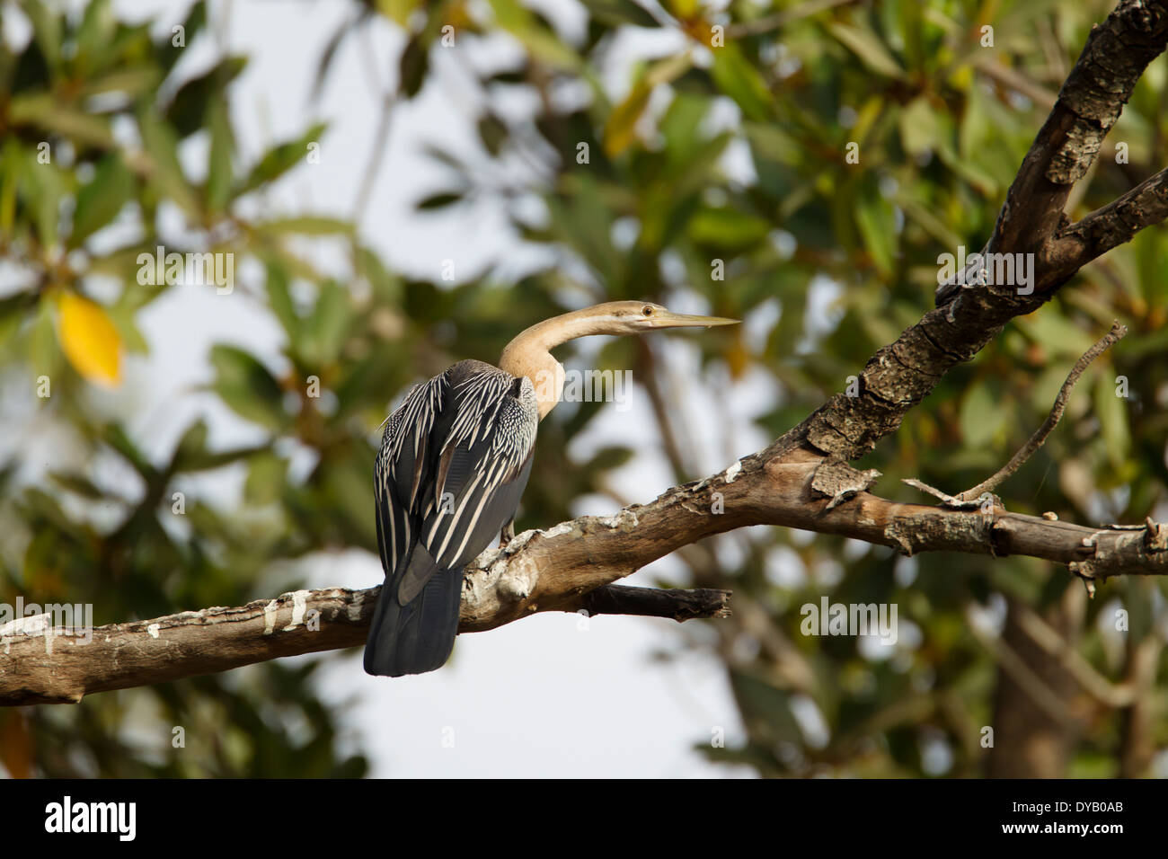 African Darter Anhinga rufa Gambia, Africa occidentale BI025022 Foto Stock