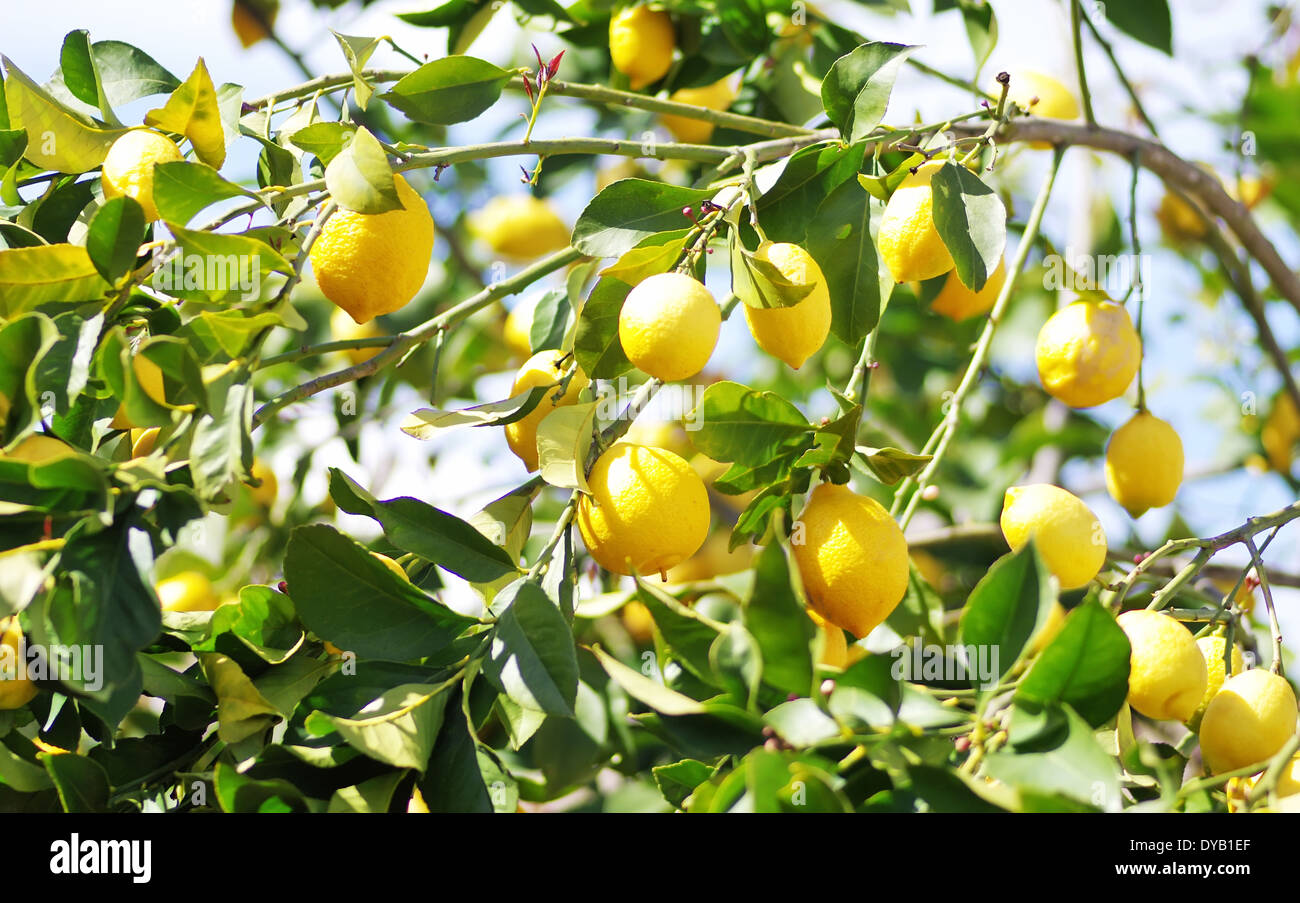 Limoni su albero di limone Foto Stock