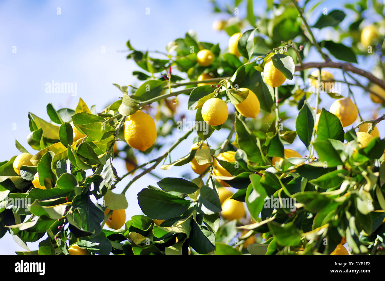 Limoni su albero di limone Foto Stock