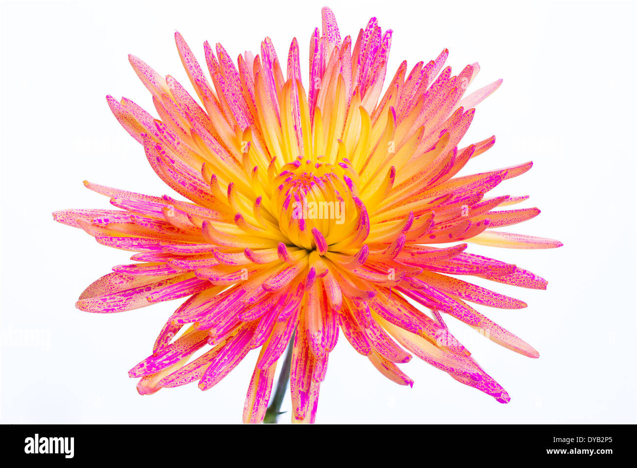 Una chiusura di un crisantemo colorato. Foto Stock