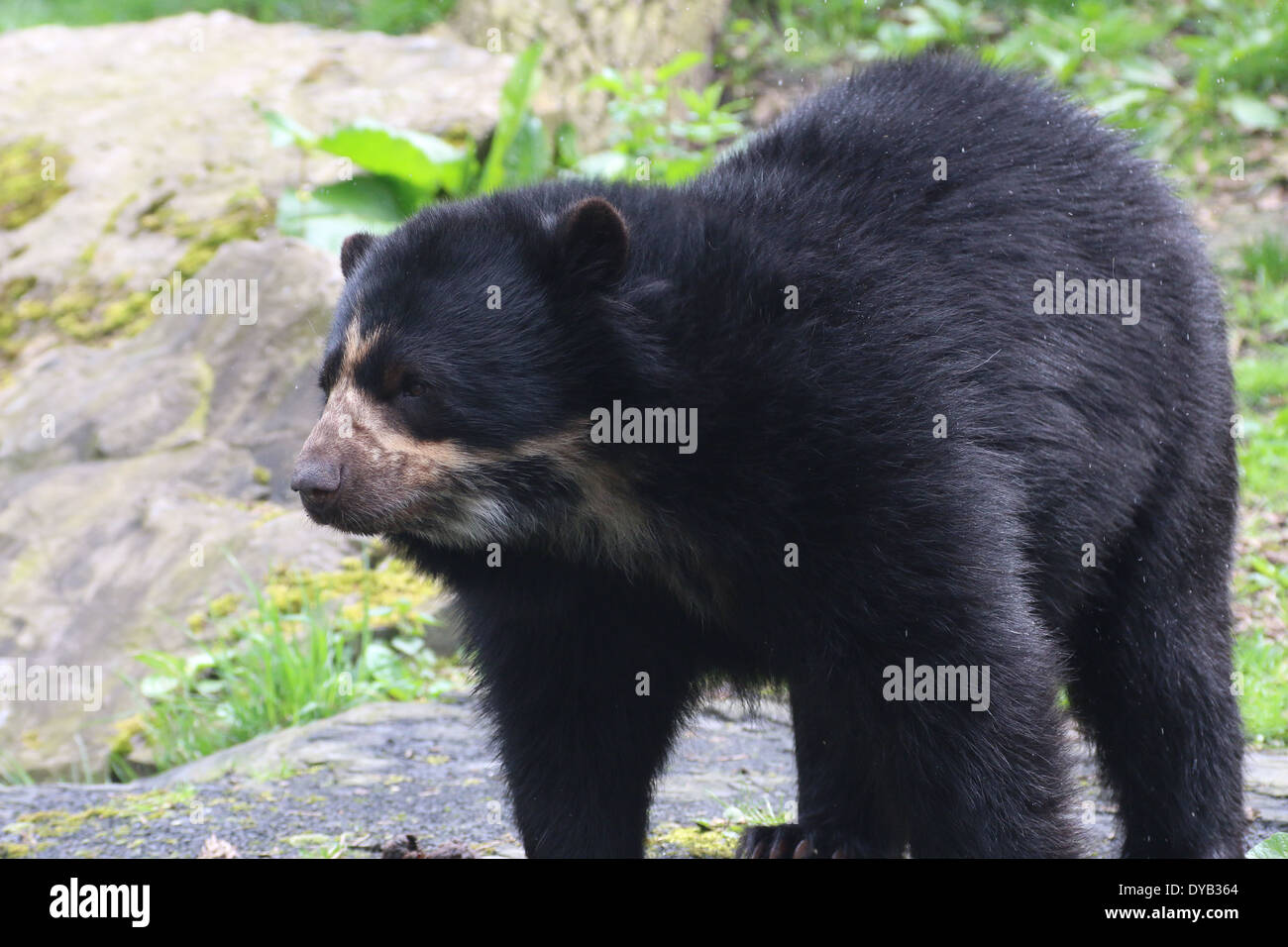 Spectacled o orso andino (Tremarctos ornatus) close-up Foto Stock