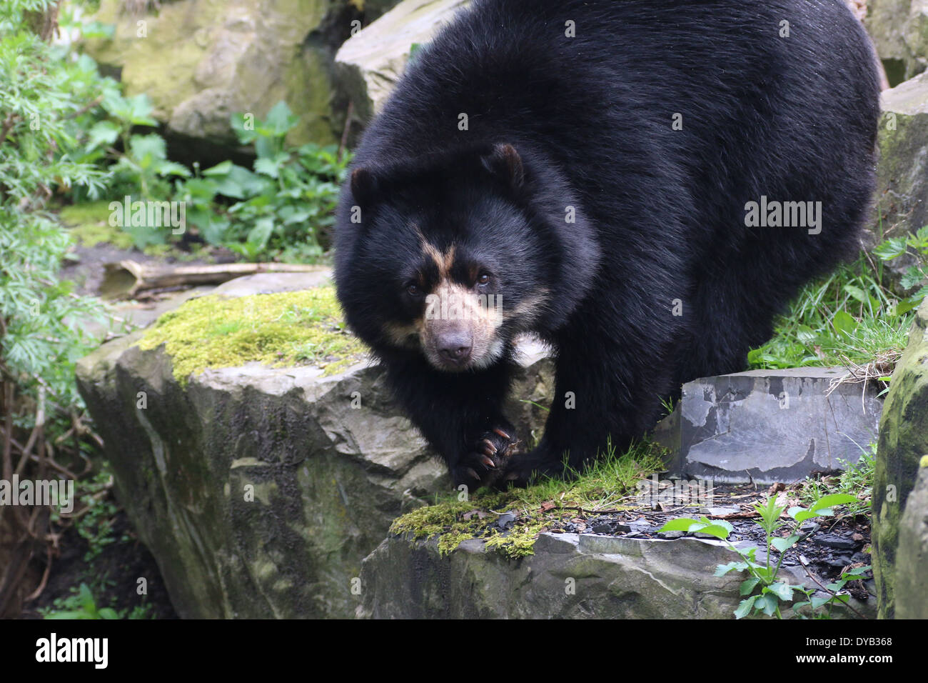 Spectacled o orso andino (Tremarctos ornatus) close-up in una impostazione rocciose Foto Stock