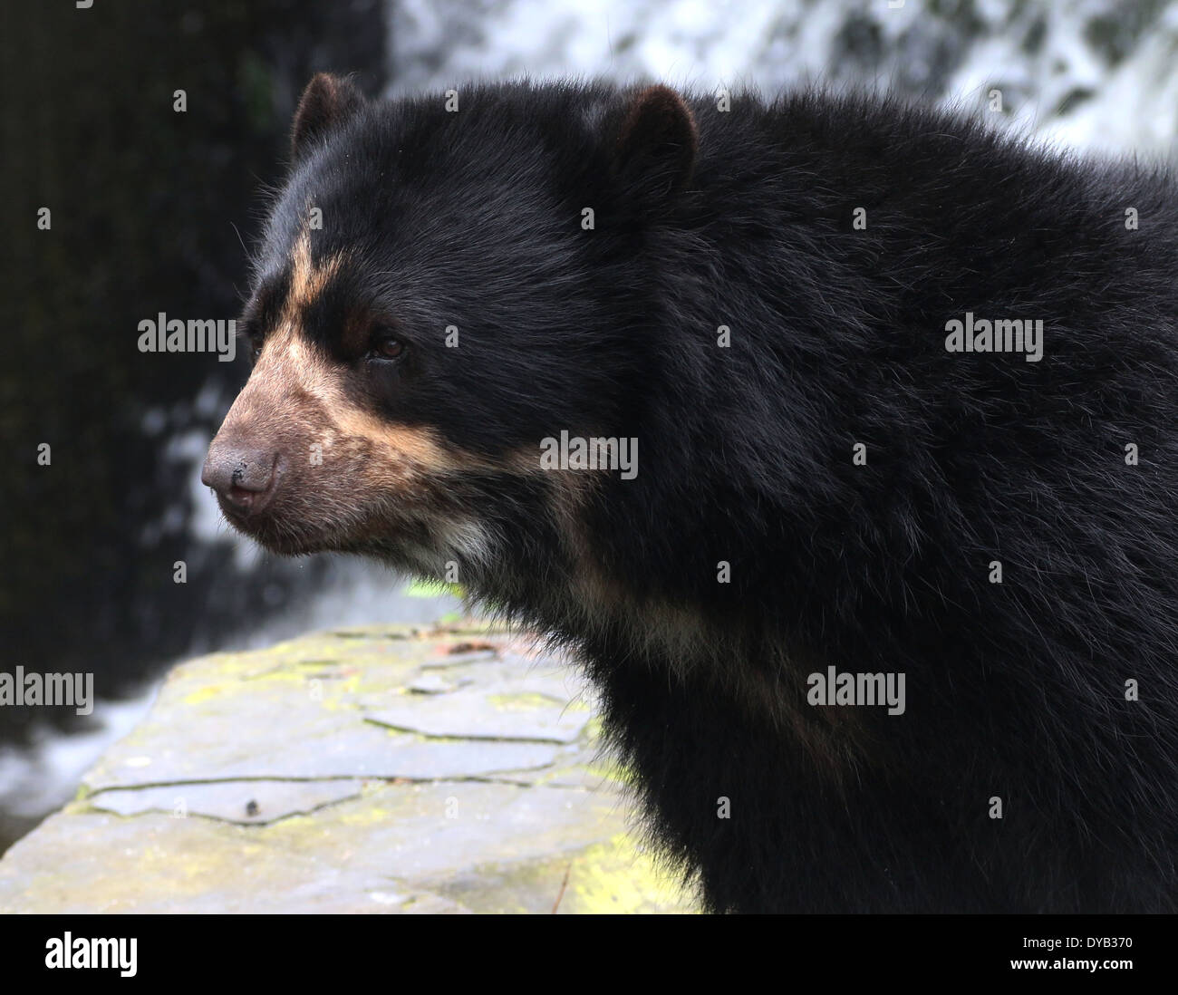 Spectacled o orso andino (Tremarctos ornatus) close-up Foto Stock